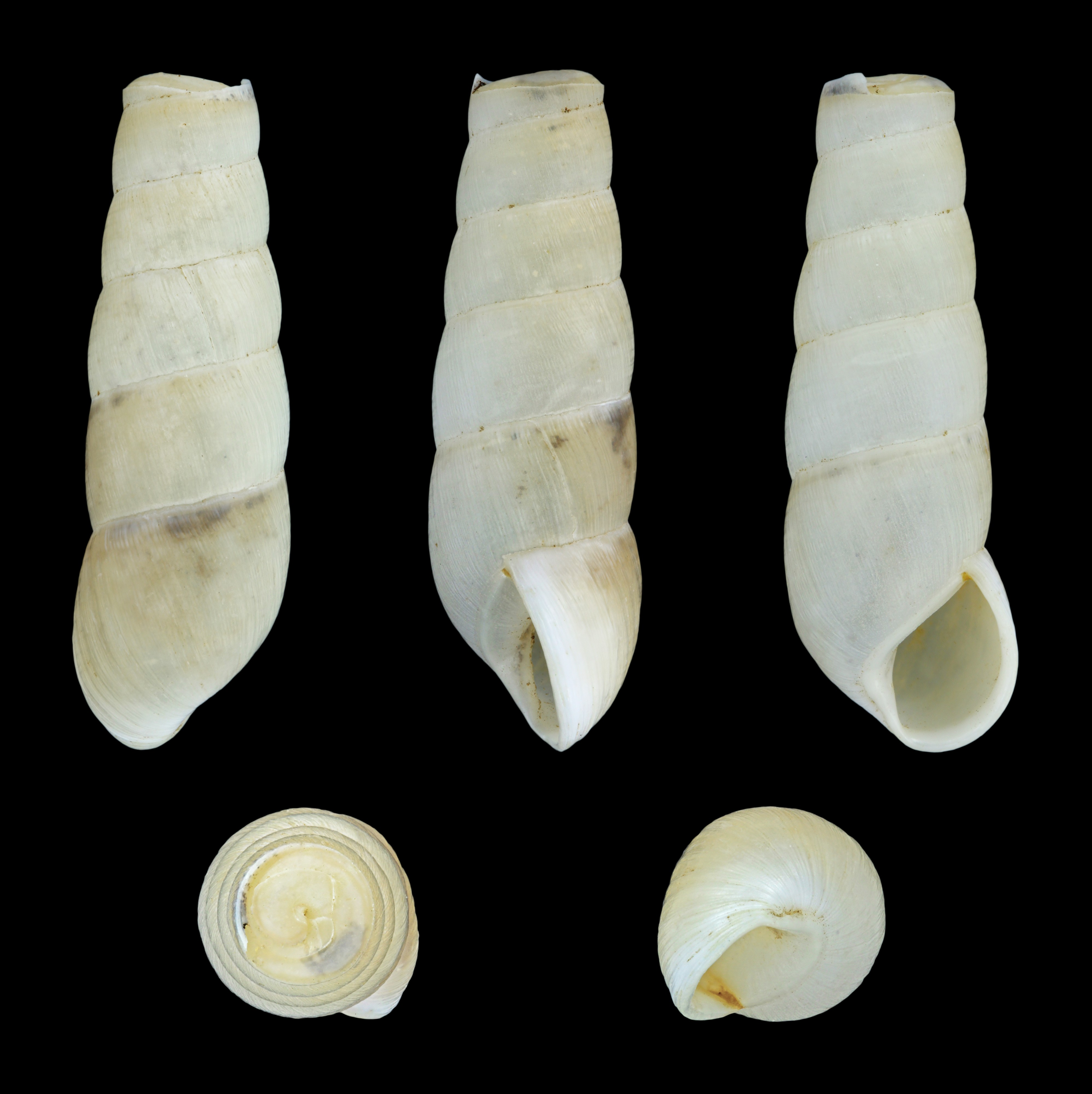 Rumina saharica 01