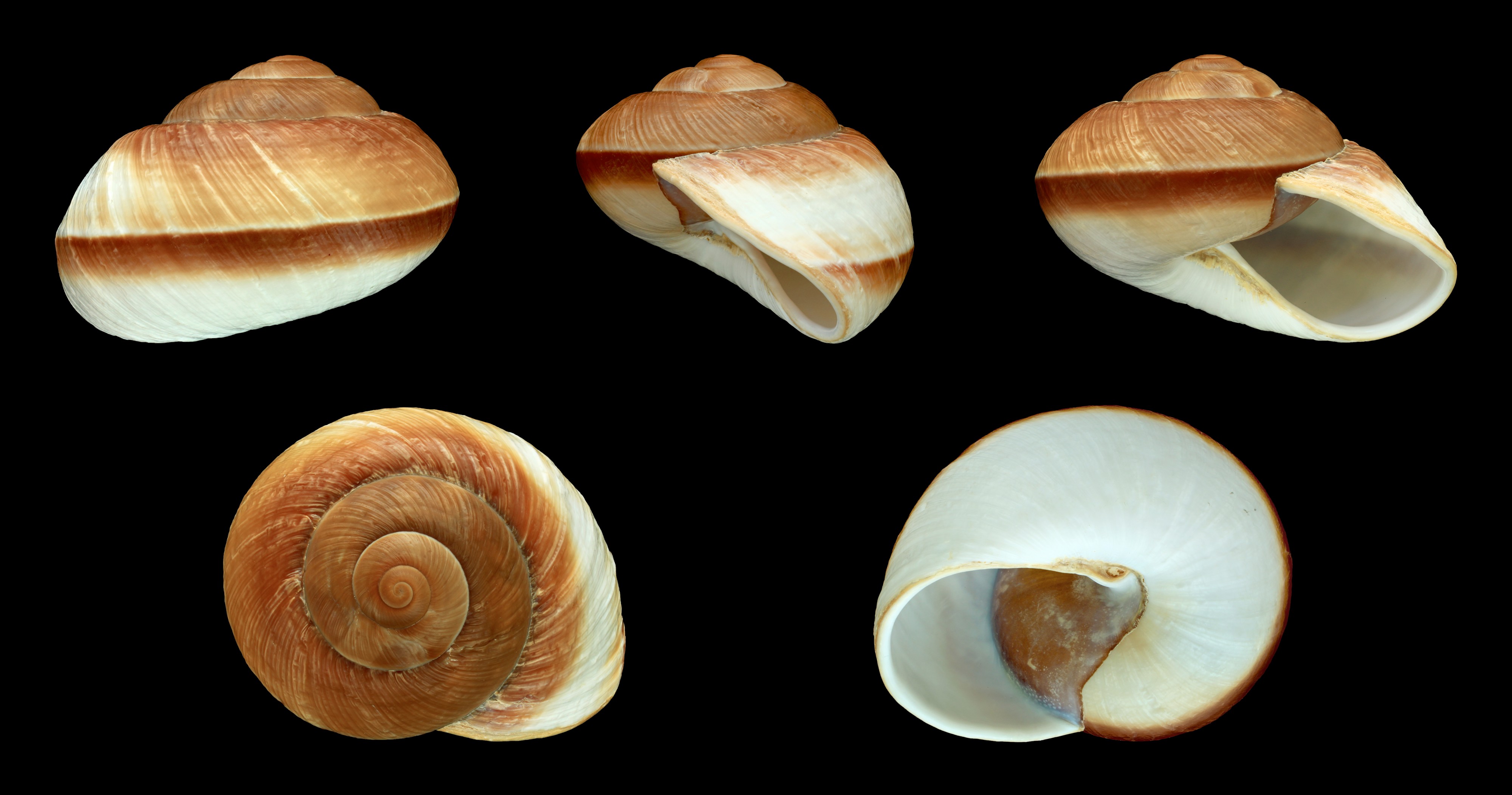 Ryssota otaheitana 01