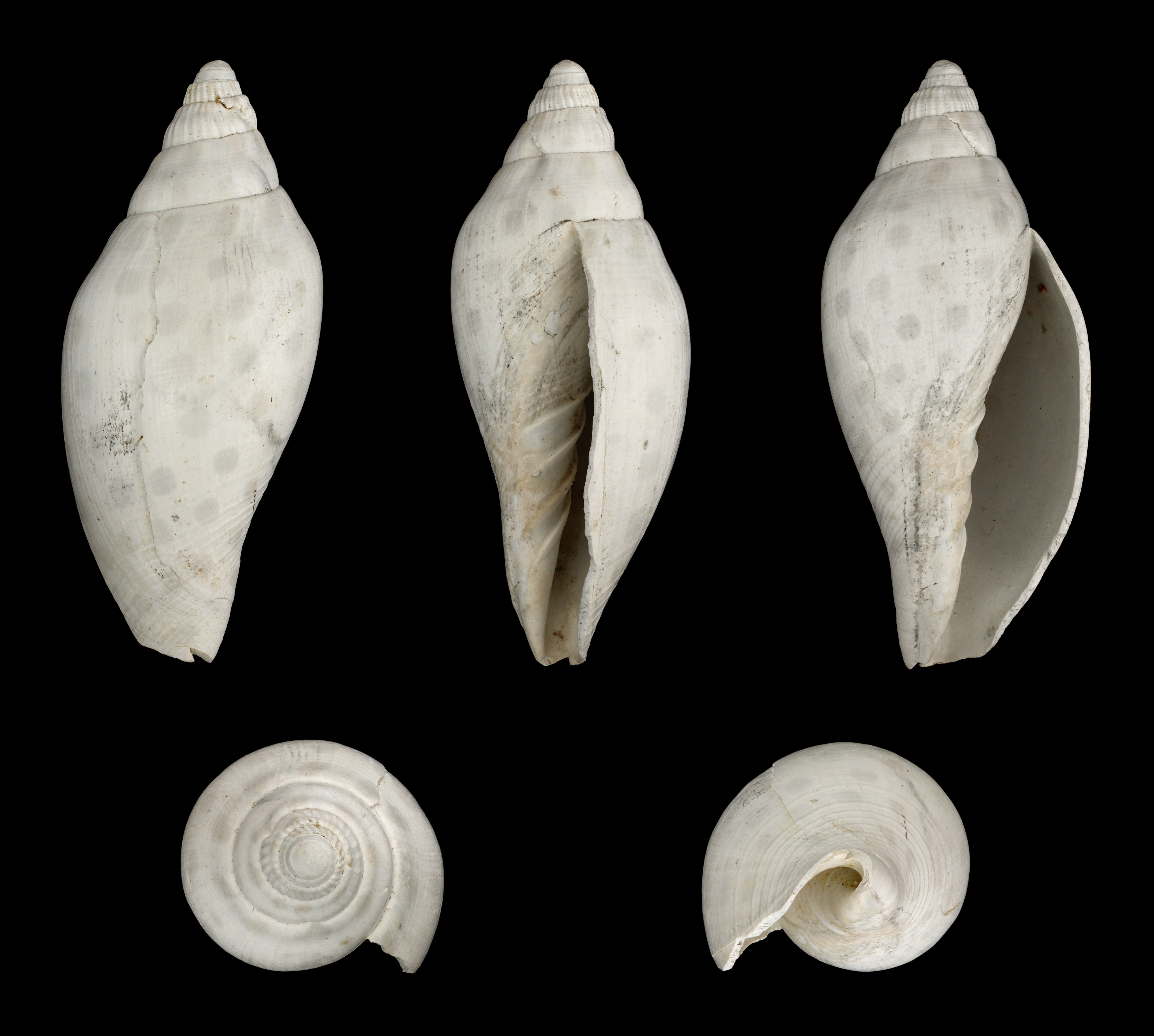 Scaphella floridana 01