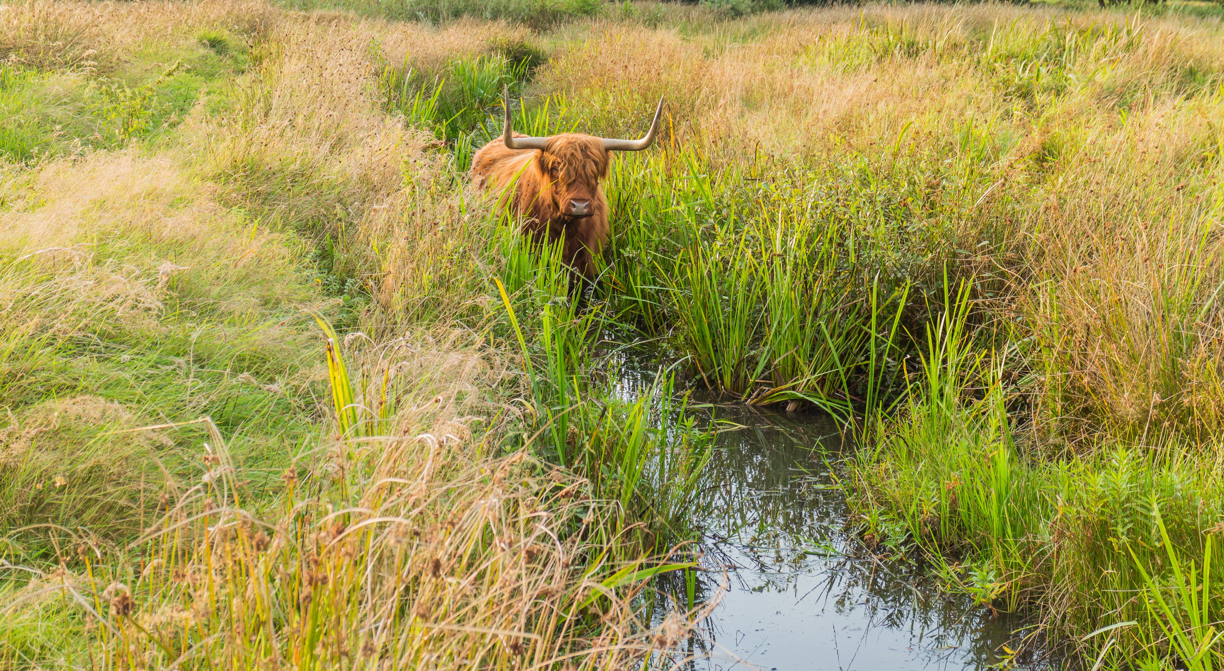 Schotse Hooglander zoekt verkoeling in het water. Locatie, natuurgebied Delleboersterheide – Catspoele 01