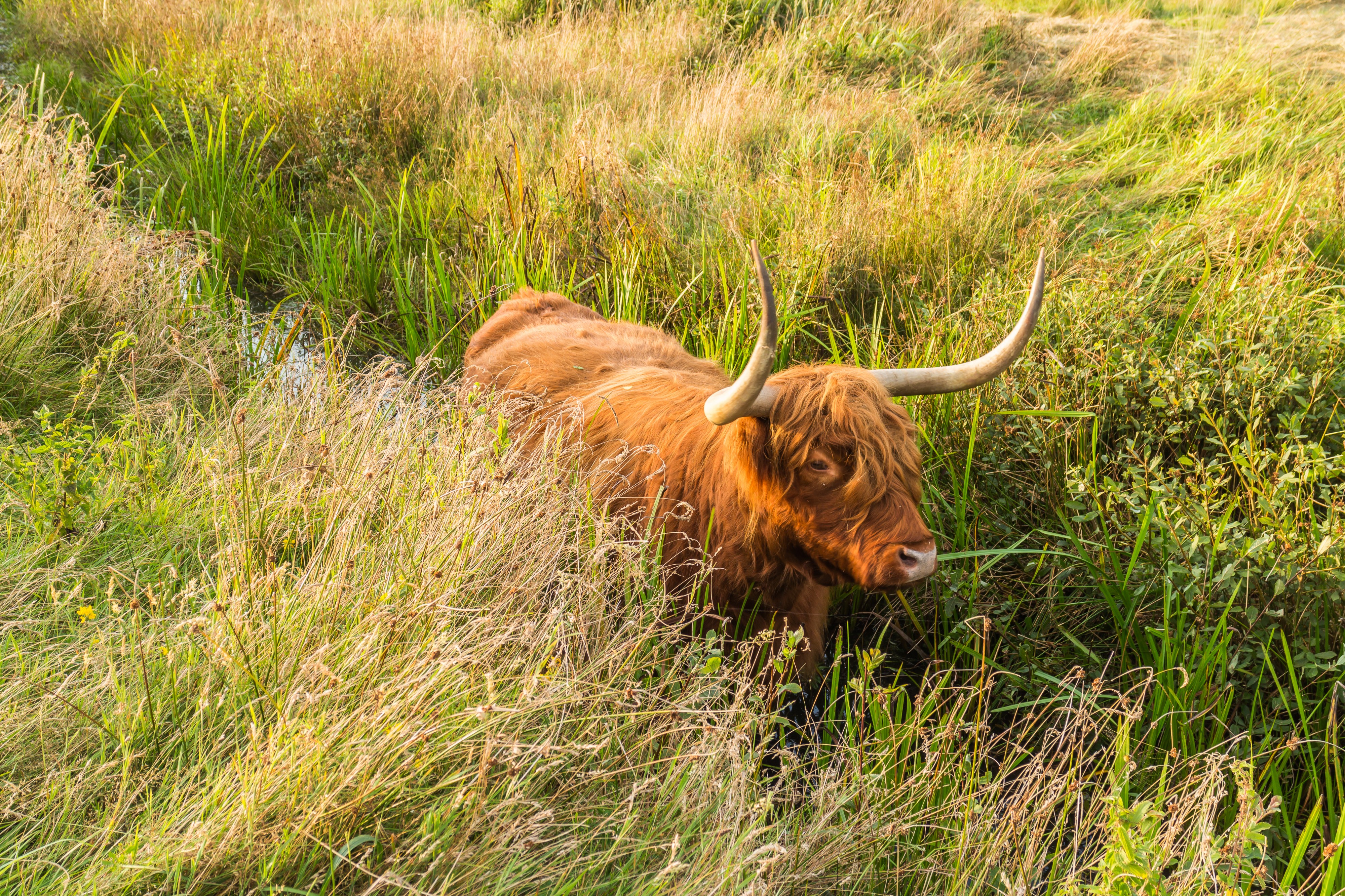 Schotse Hooglander zoekt verkoeling in het water. Locatie, natuurgebied Delleboersterheide – Catspoele 04