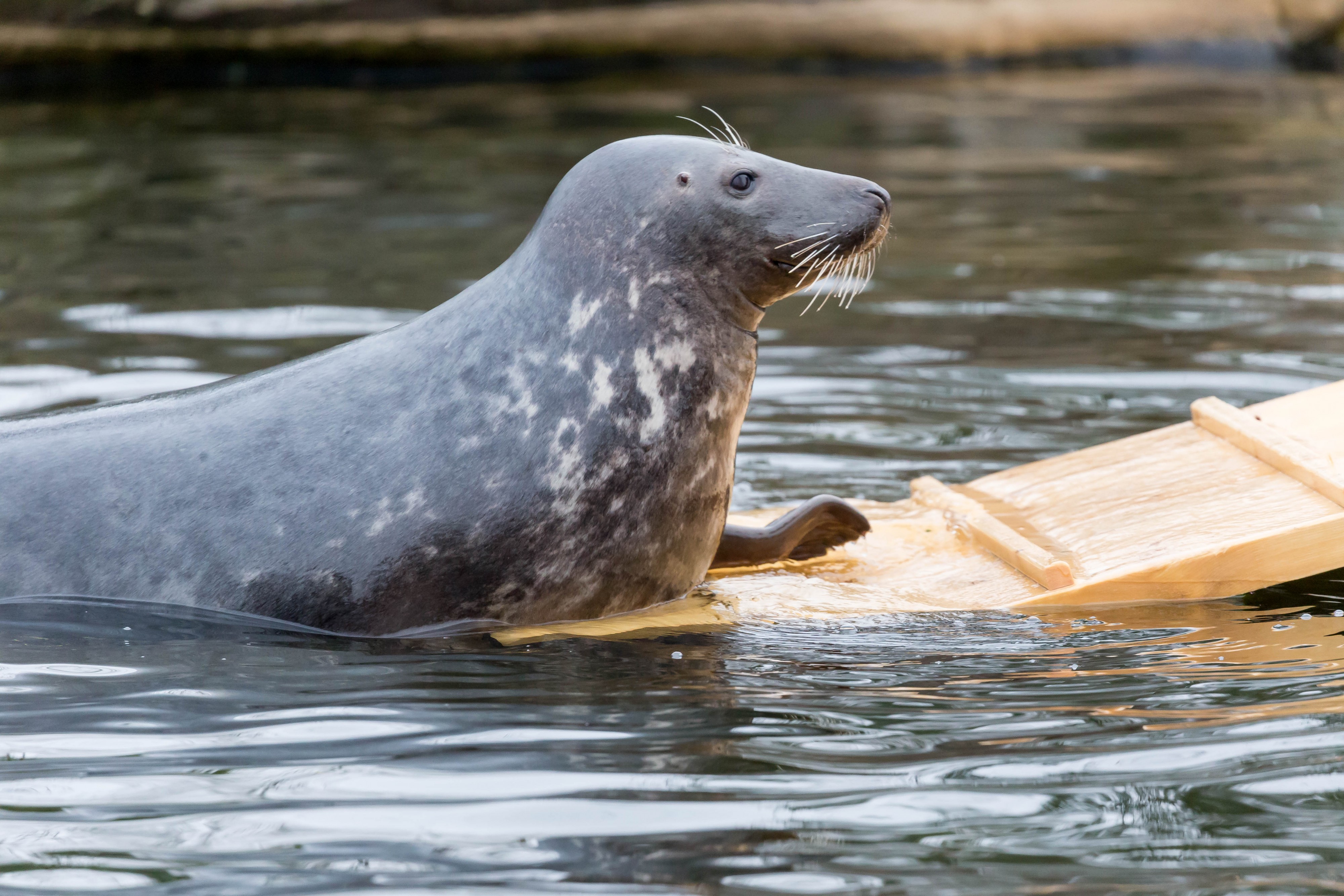 Sea Lion (31654299604)