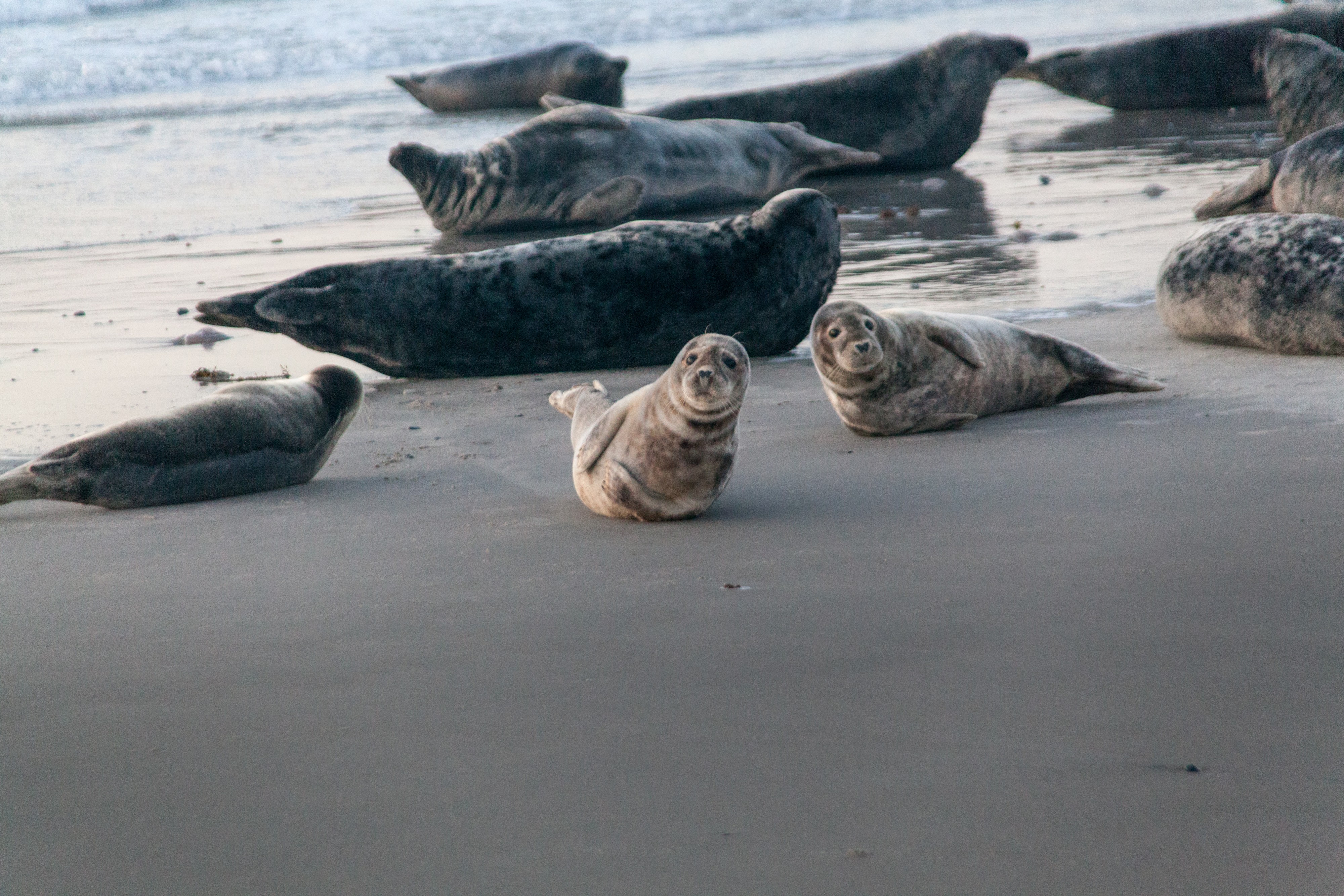 Seal on Düne - panoramio