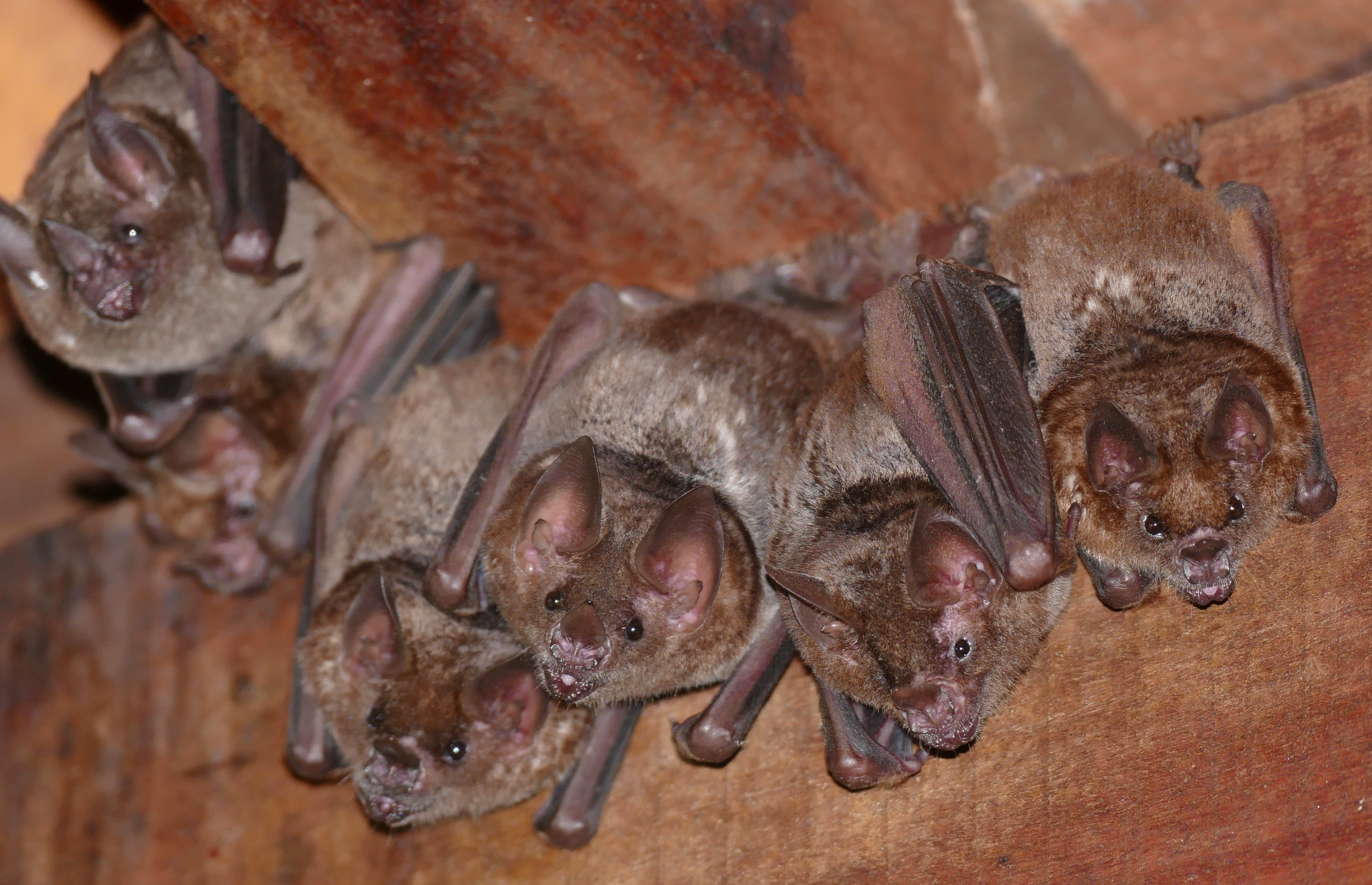 Seba's Short-tailed Bats (Carollia perspicillata) group roosting in old building ... (27616205553)