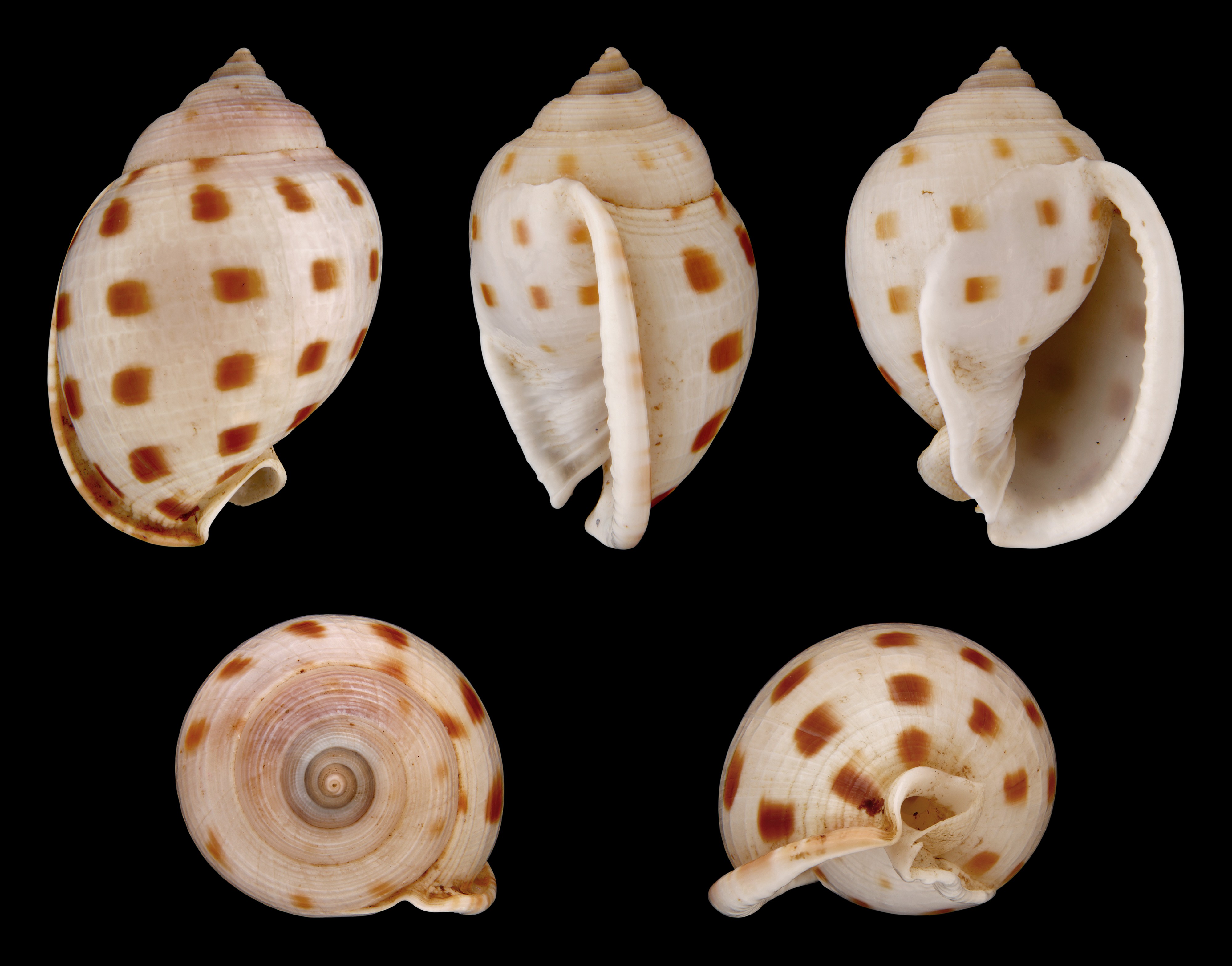 Semicassis bisulcata booleyi 01