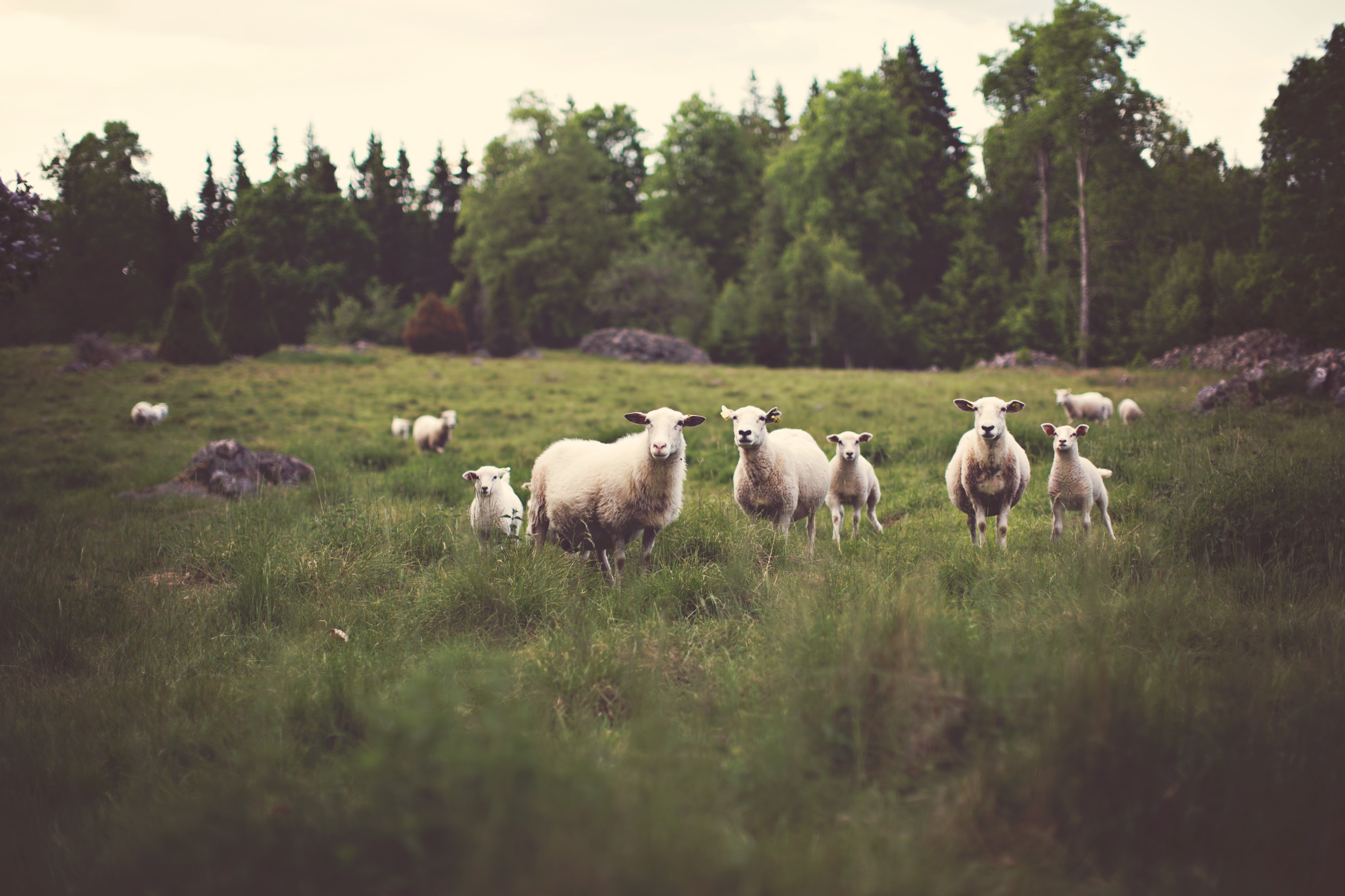 SheepLooking(byJonasNilssonLee)