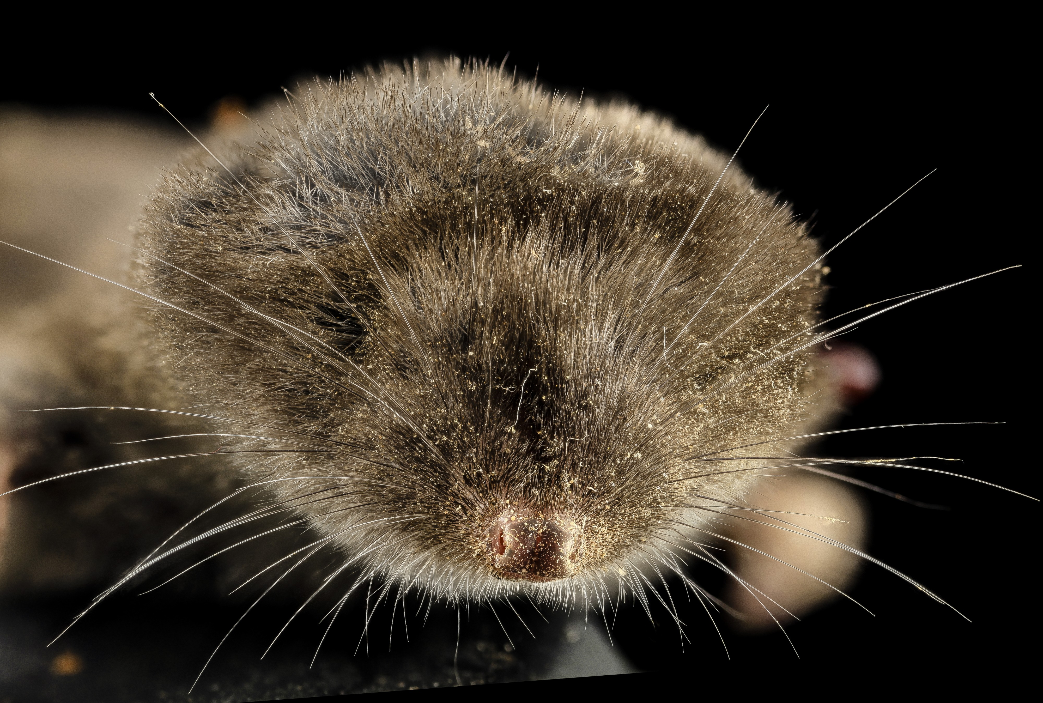 Short-tailed shrew, face, front, md, upper marlboro 2014-06-04-13.15.37 ZS PMax (14362614495)