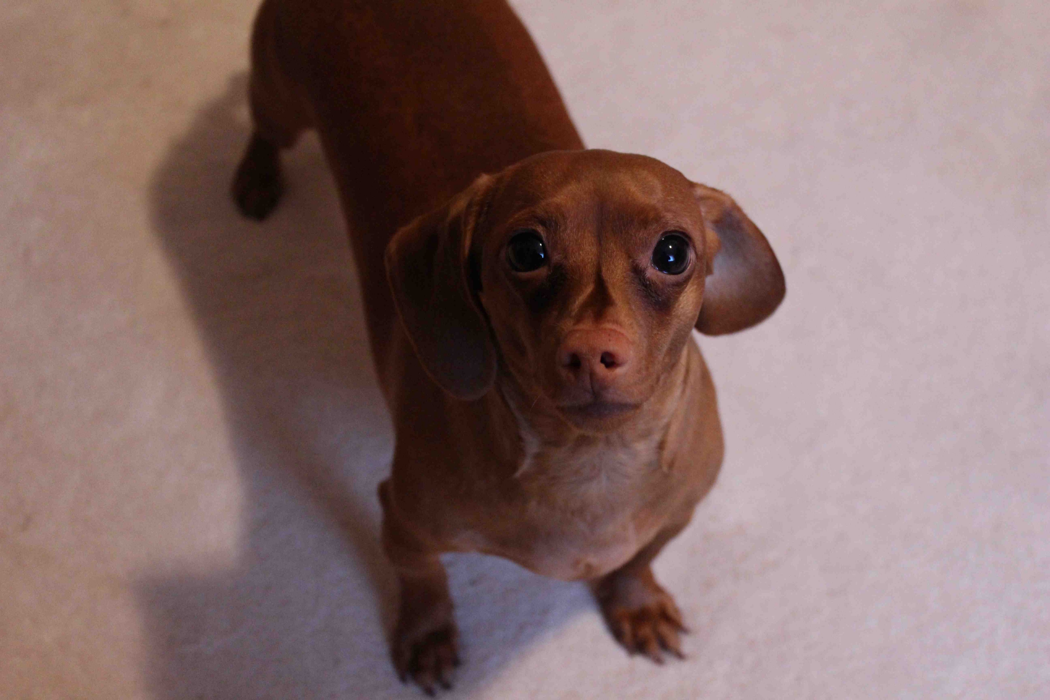 Short haired miniature Dachshund