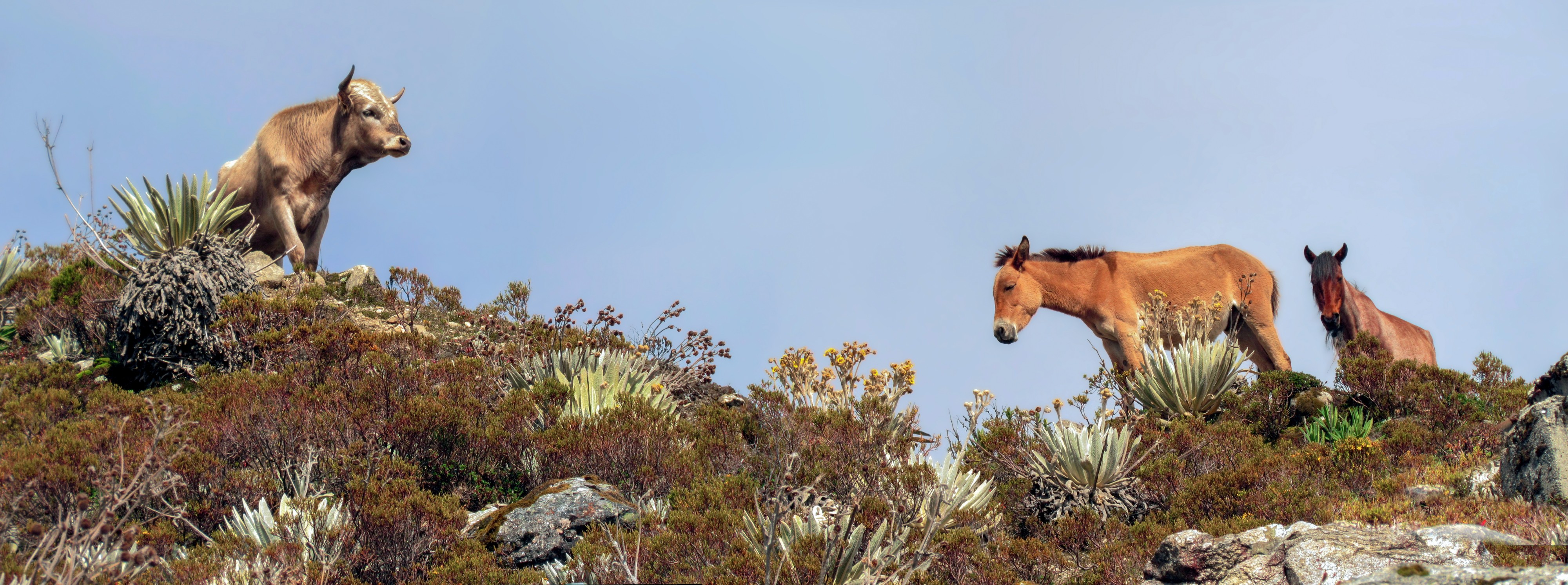 Sierra Nevada de Merida, Loma Redonda