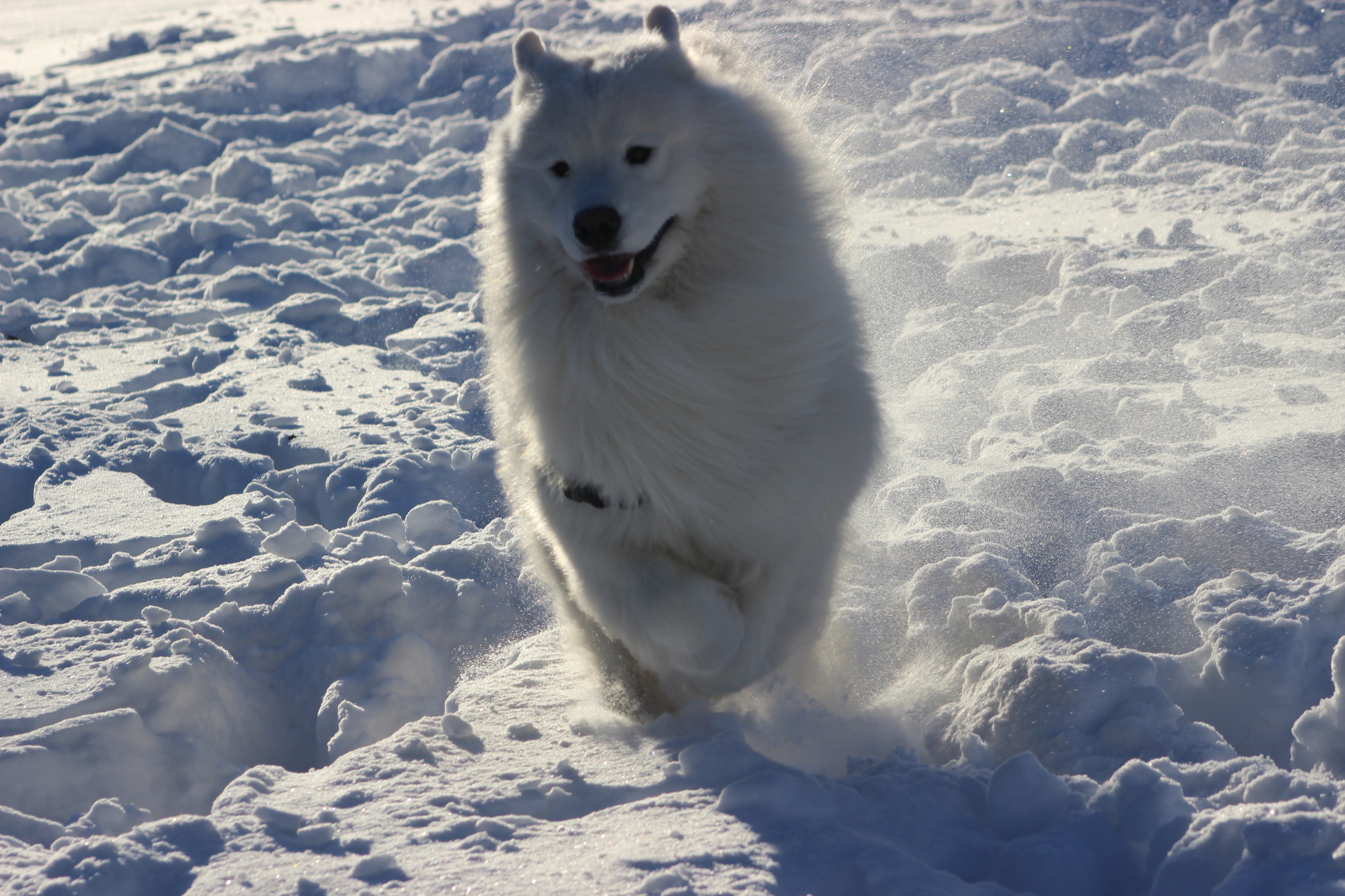 Sii - Samoyed in Snow