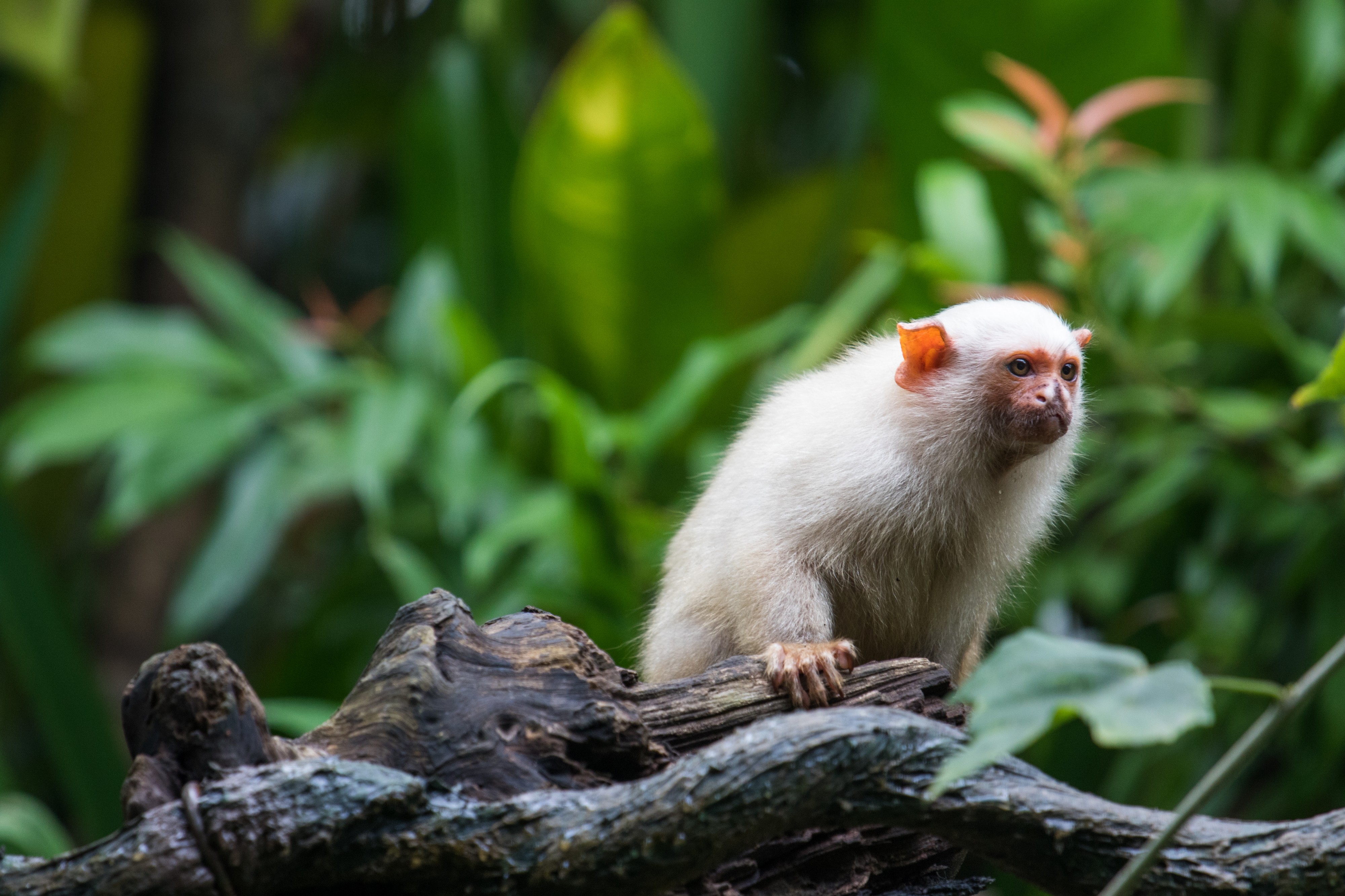 Silvery Marmoset, River Safari, Singapore (27283670143)