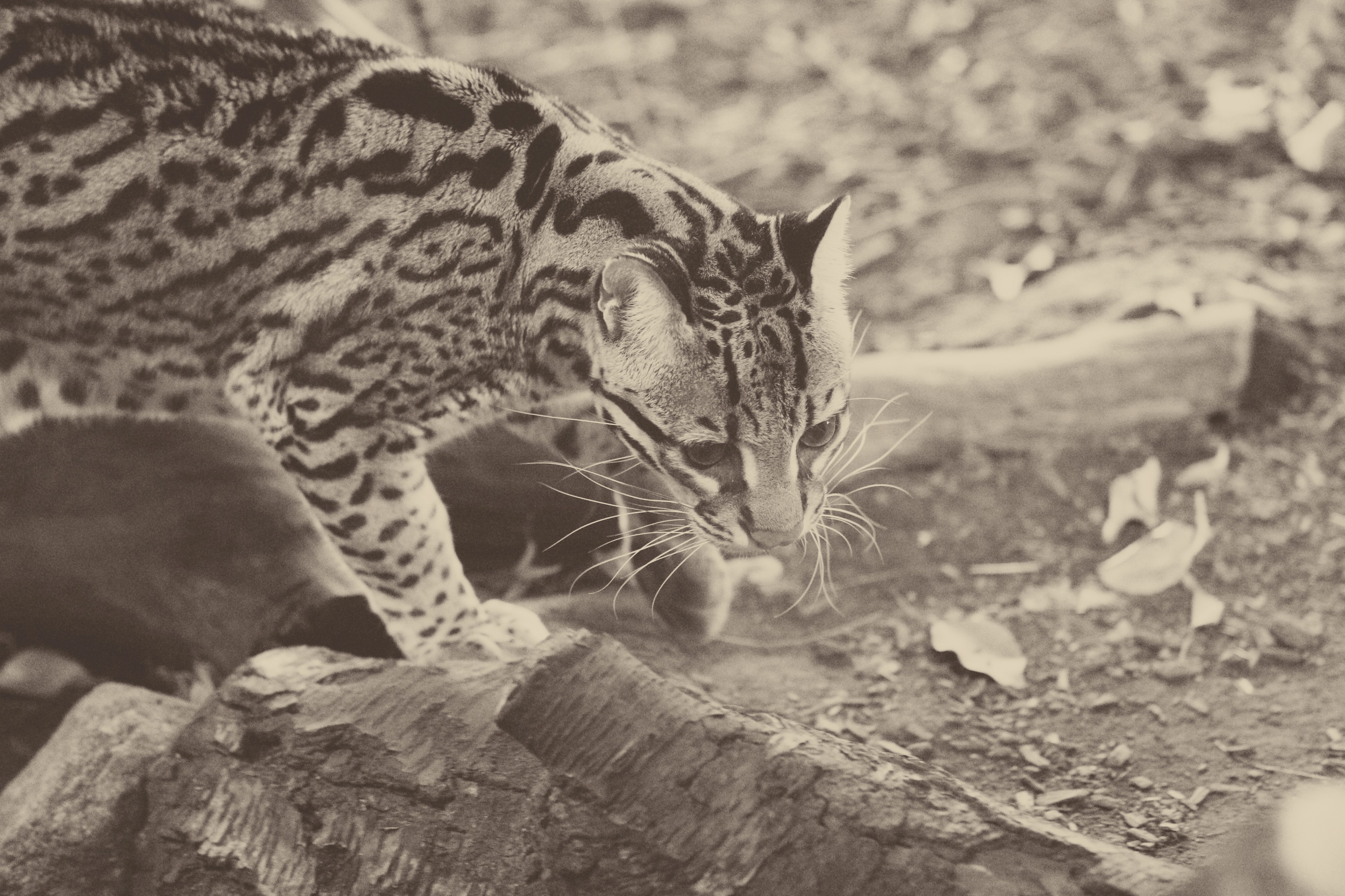 Snow Leopard I