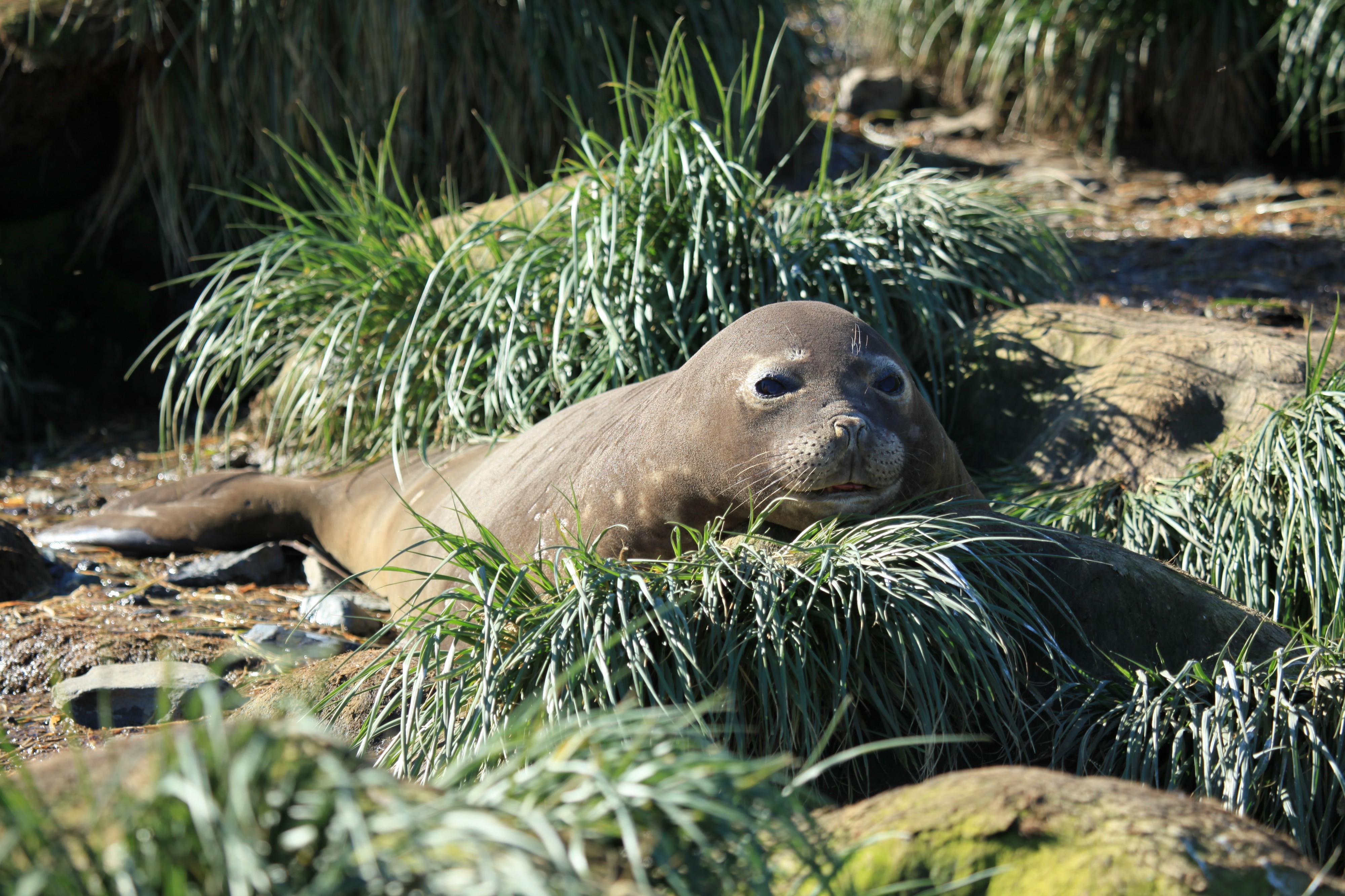 Southern Elephant Seal amid Tussock Grass (5890874379)