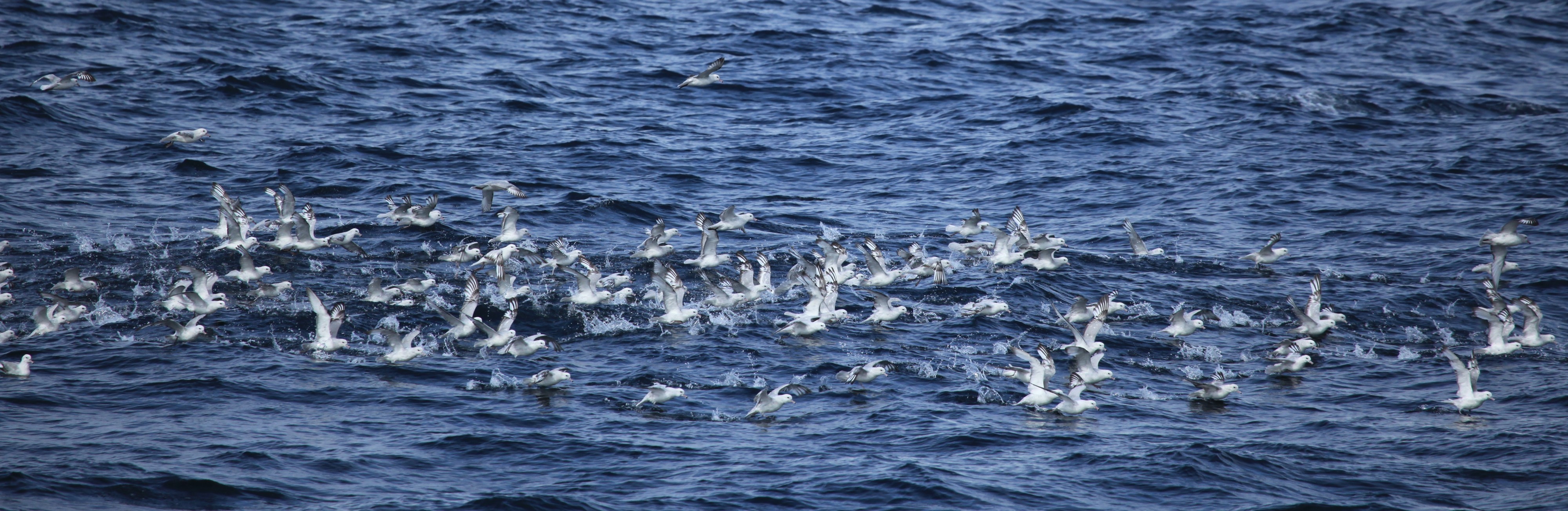 Southern Fulmars in the Gerlache Strait, Antarctica (6296043506)
