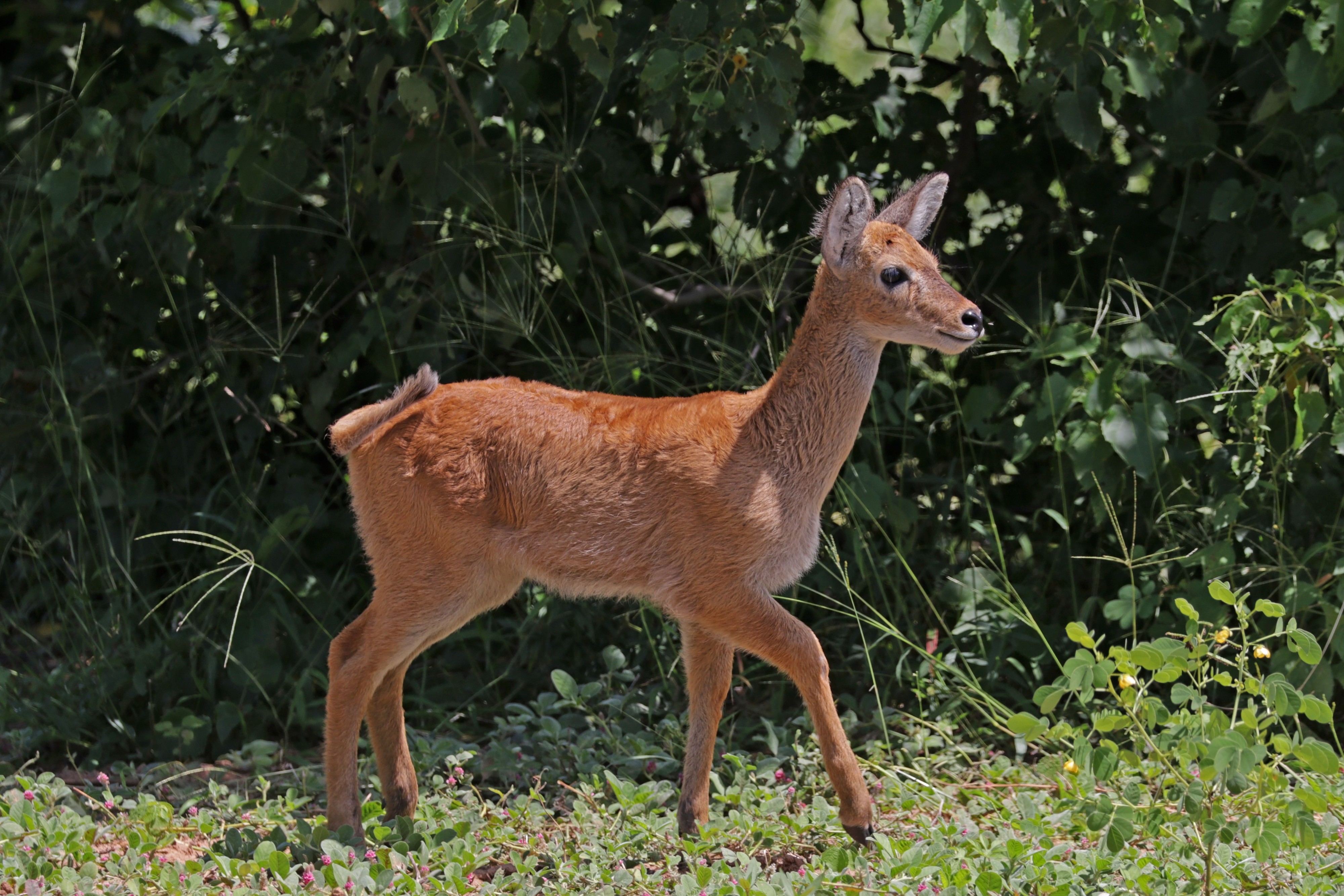 Southern puku (Kobus vardonii vardonii) fawn