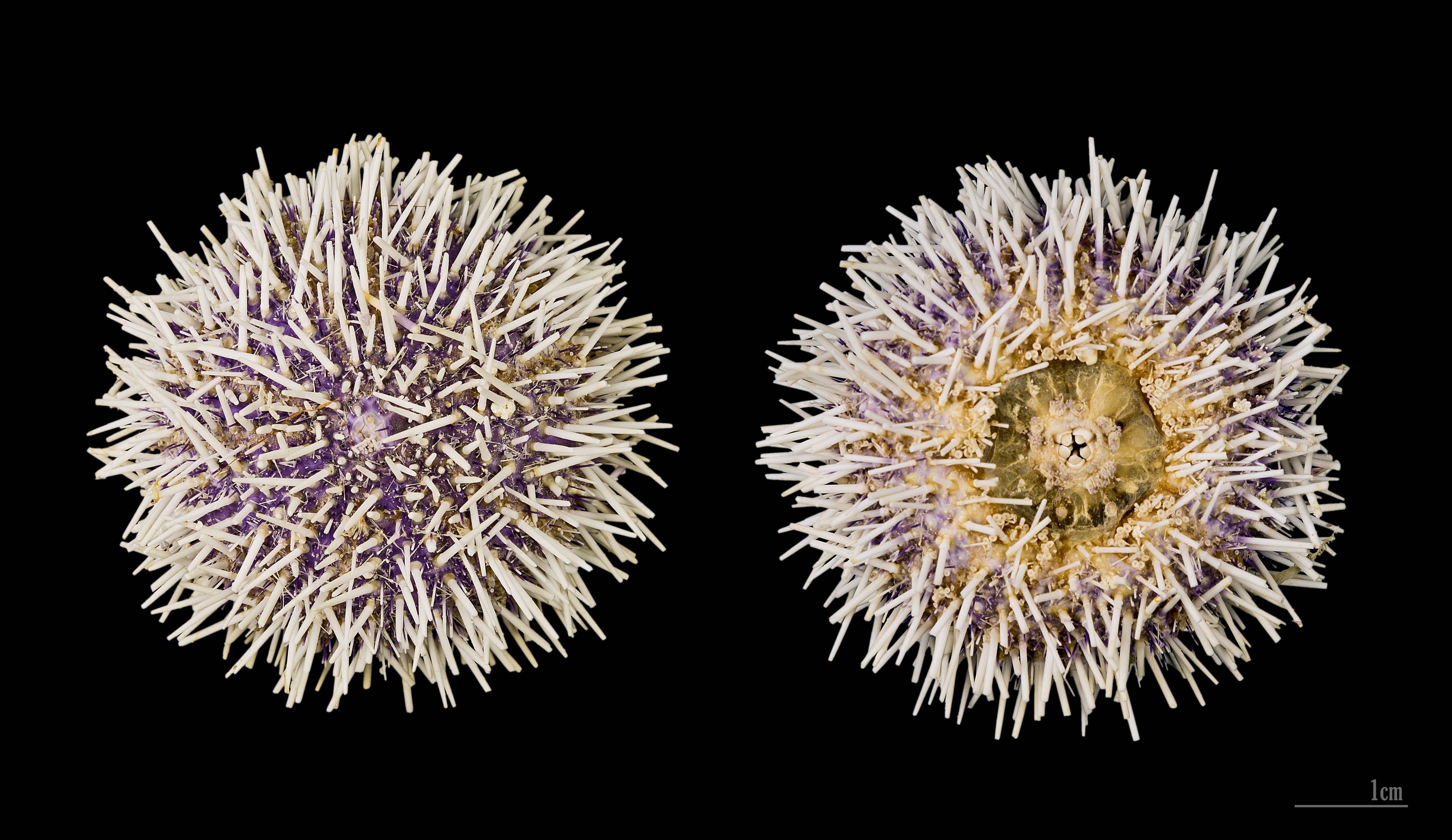 Sphaerechinus granularis MHNT.ZOO.2005.0.239