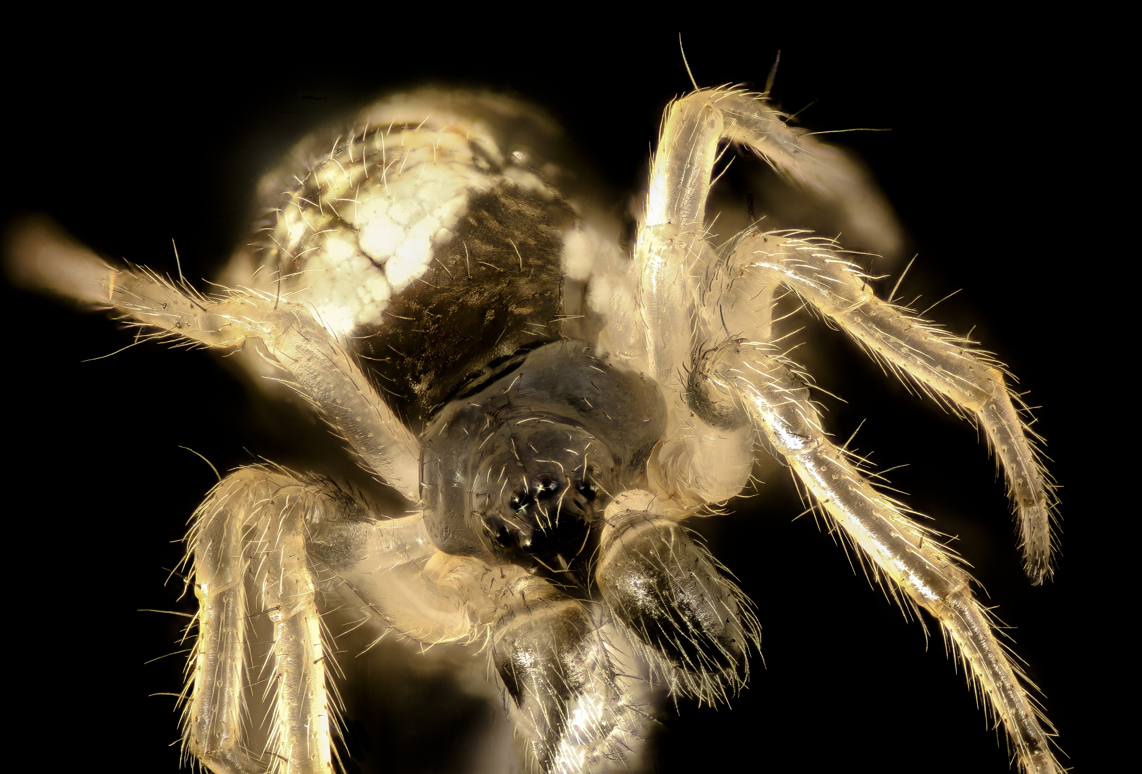 Spider 10x, beltsville, md 2016-08-06-16.48 (28923270266)