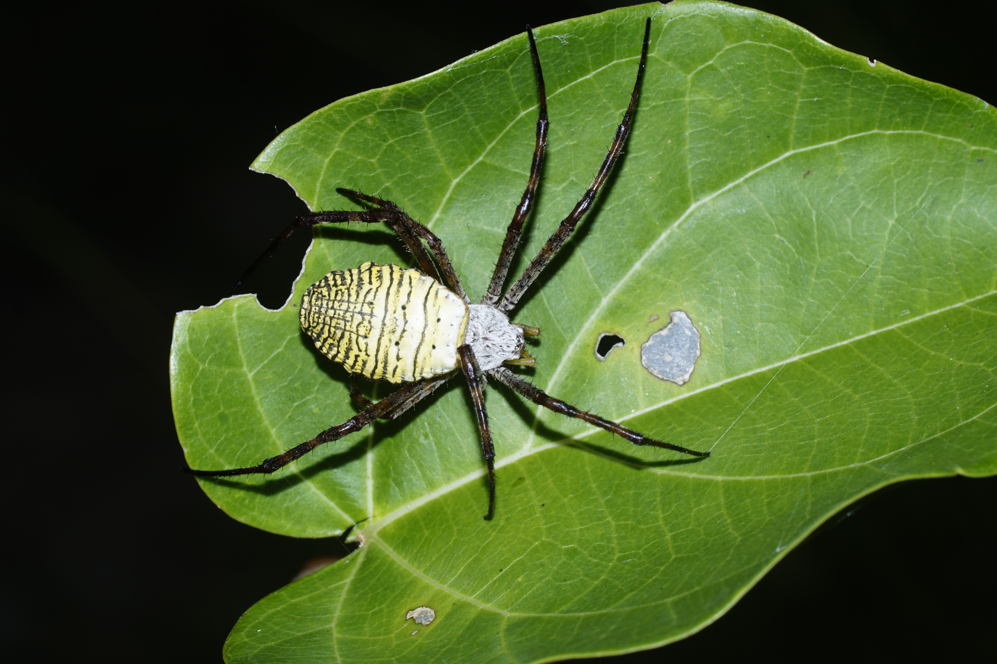 Spider 5573