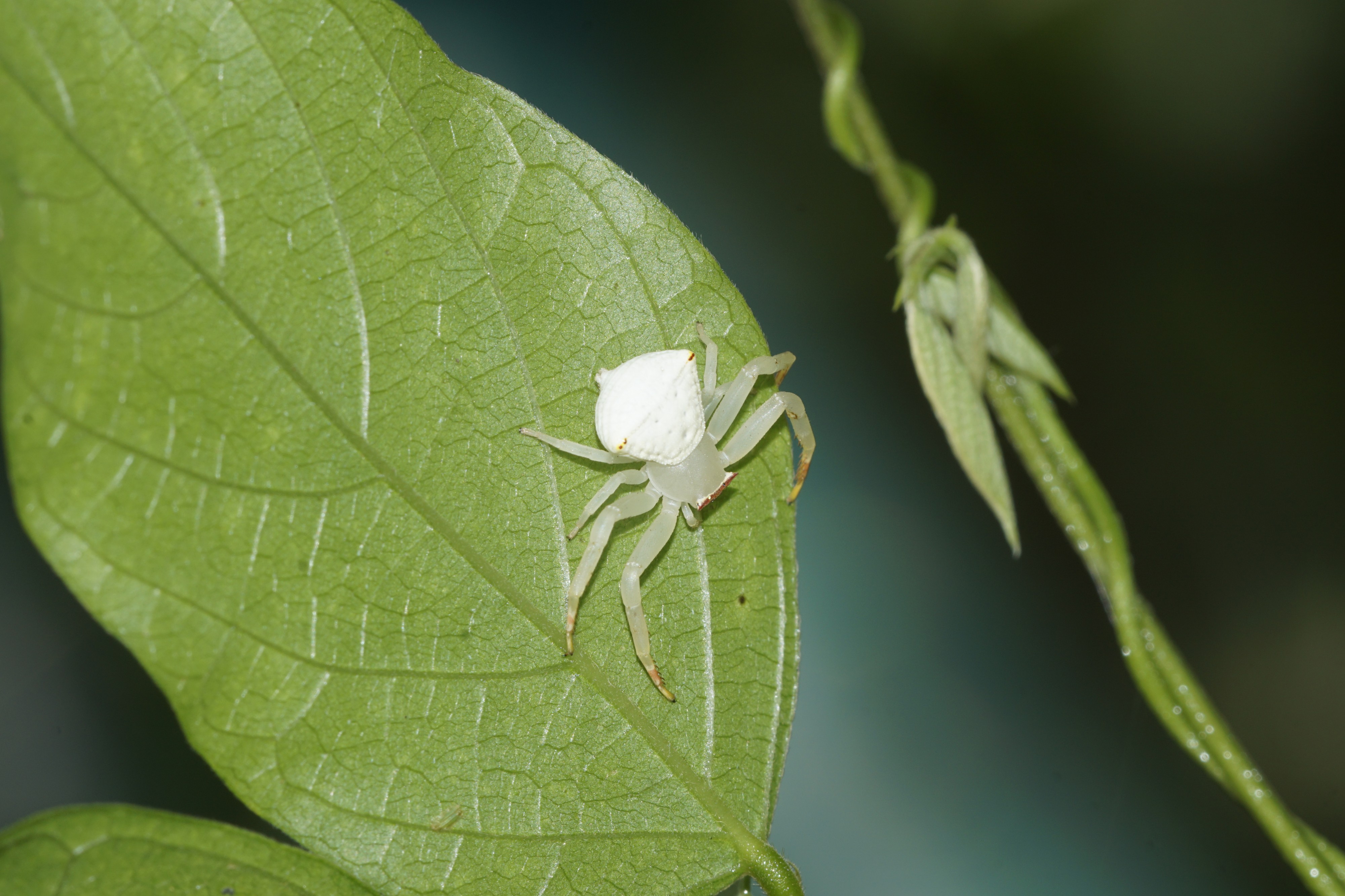 Spider 8181