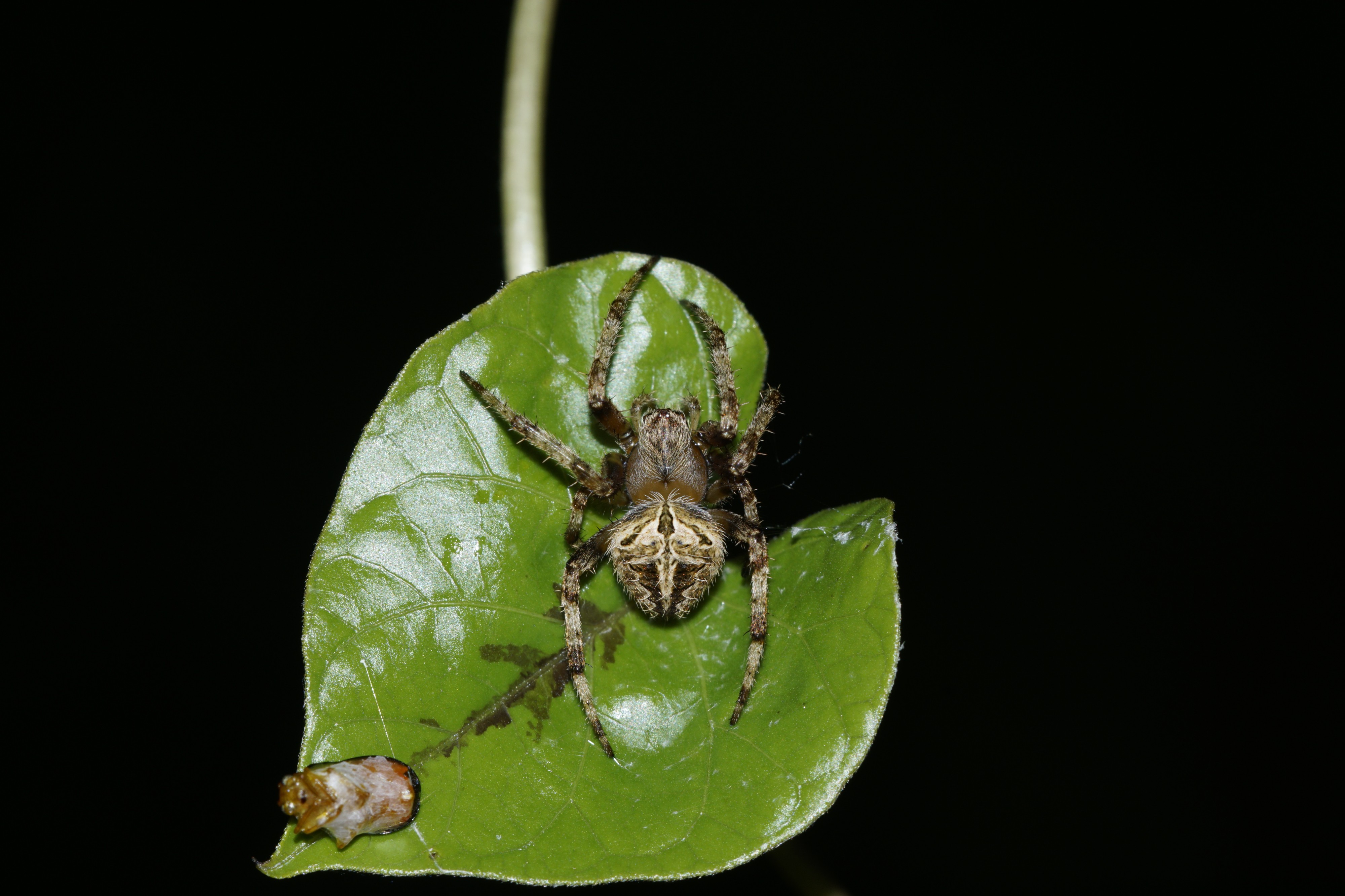 Spider 8583