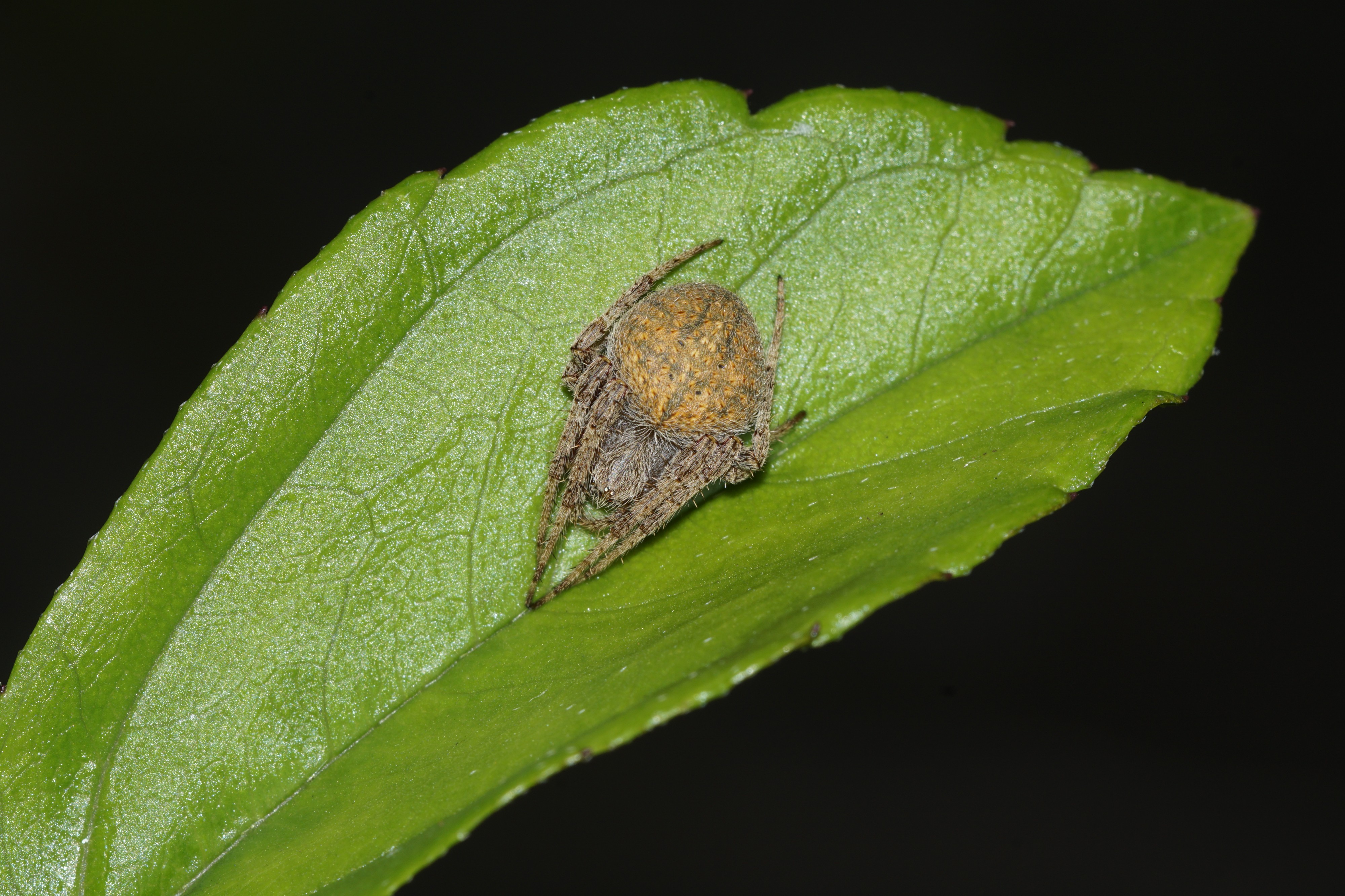 Spider(Neoscona sp) 0150