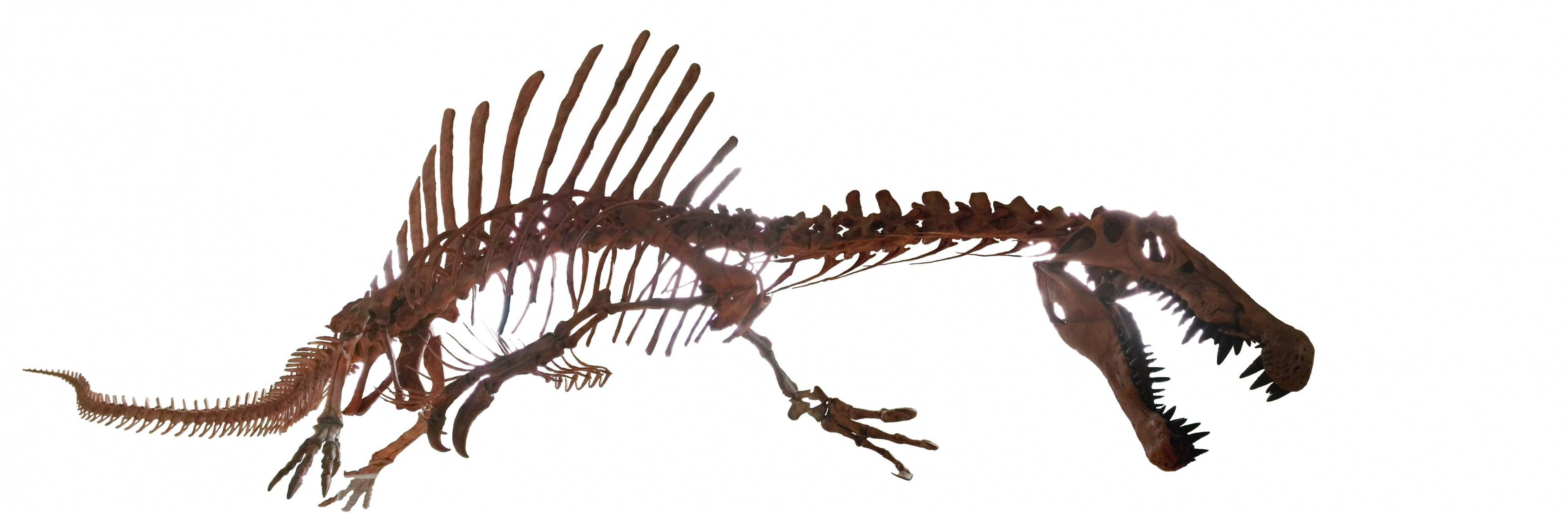 Spinosaurus white background