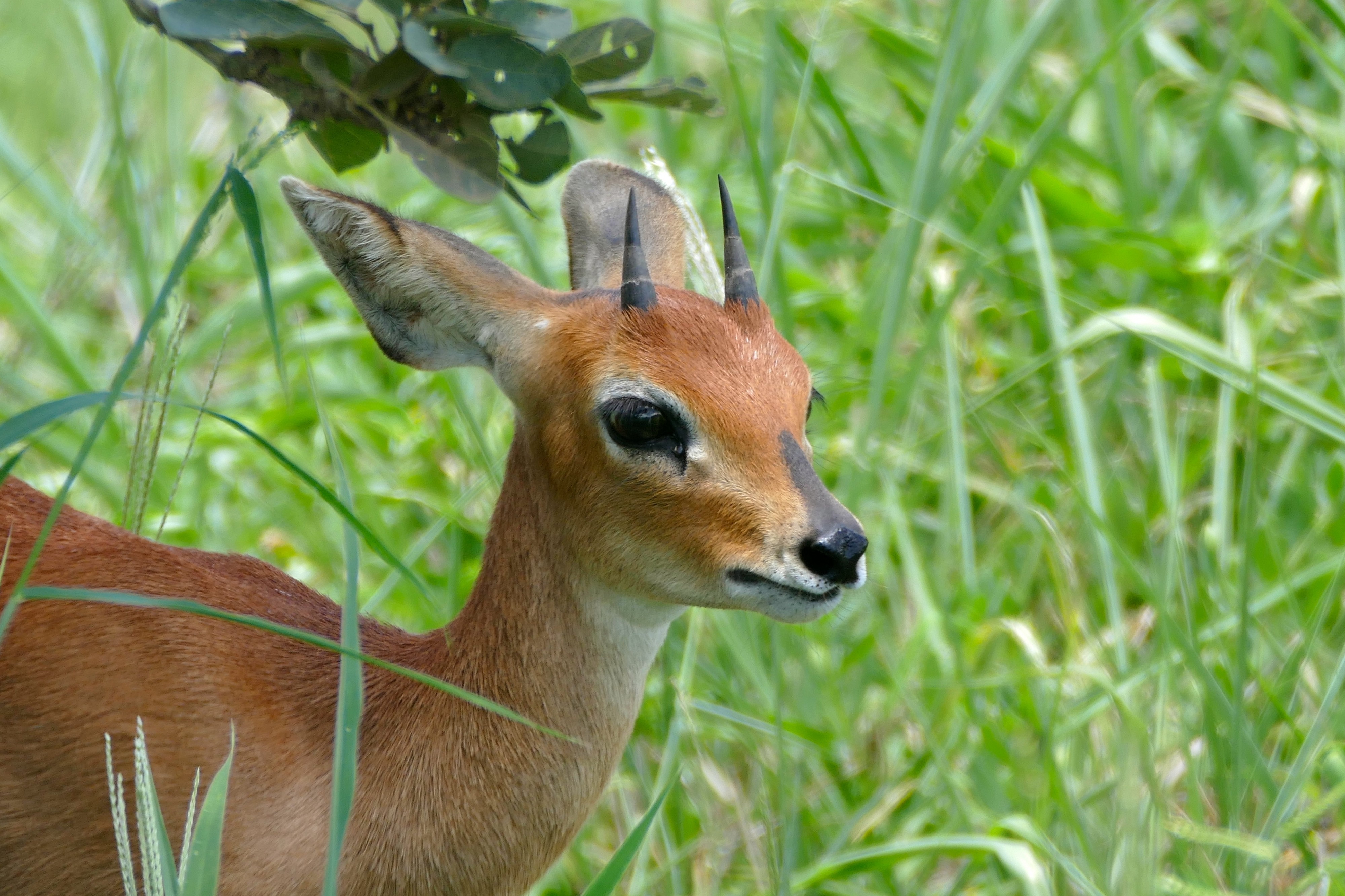 Steenbok (Raphicerus campestris) male (17238347366)