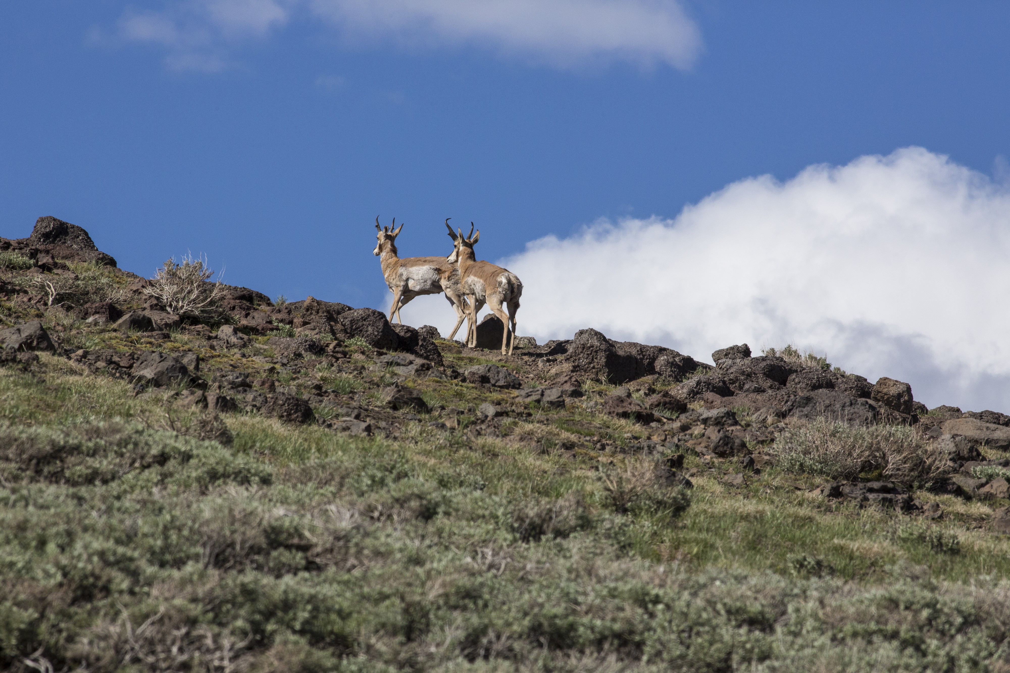 Steens Mountain in eastern Oregon (9680523947)