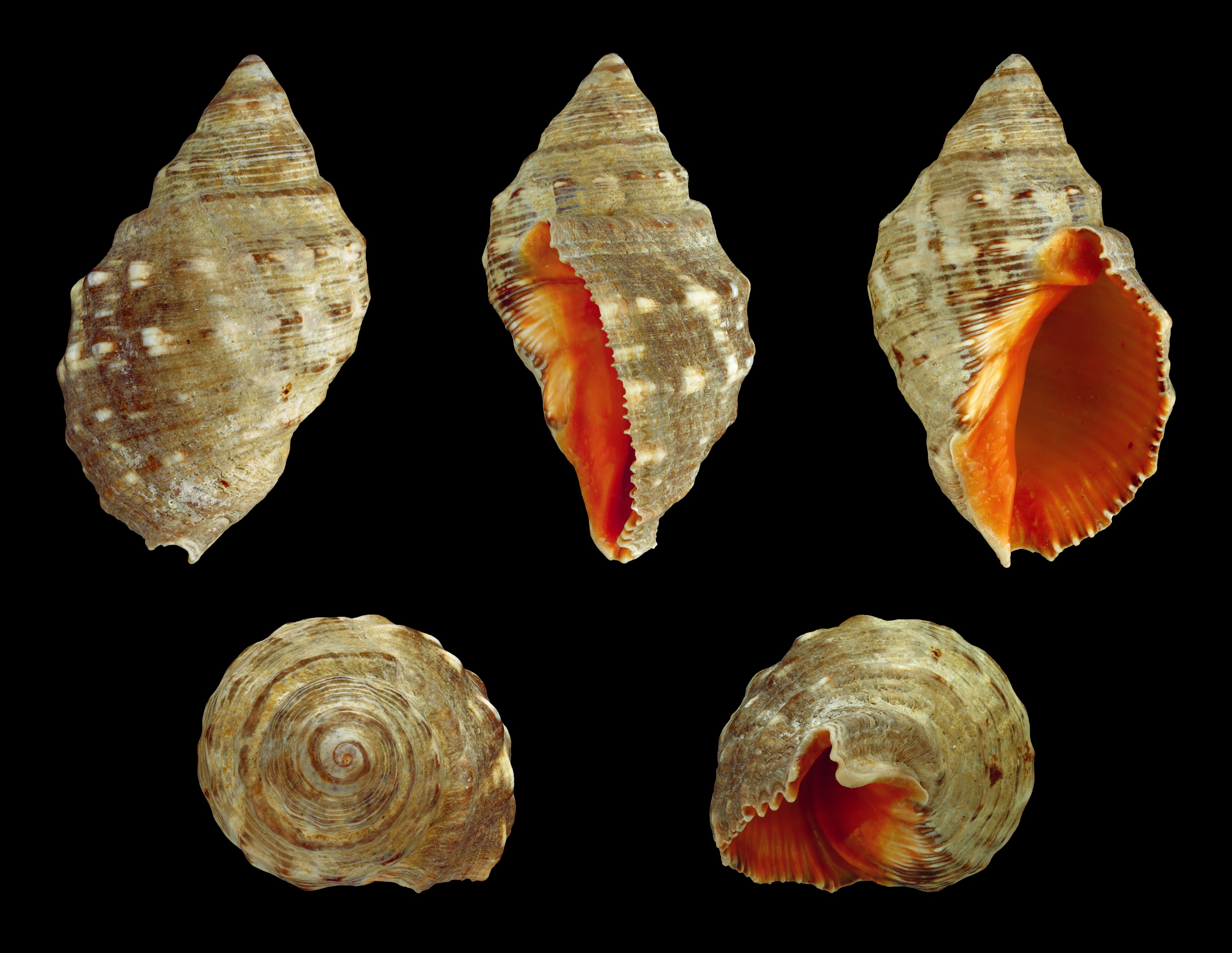 Stramonita haemastoma 01