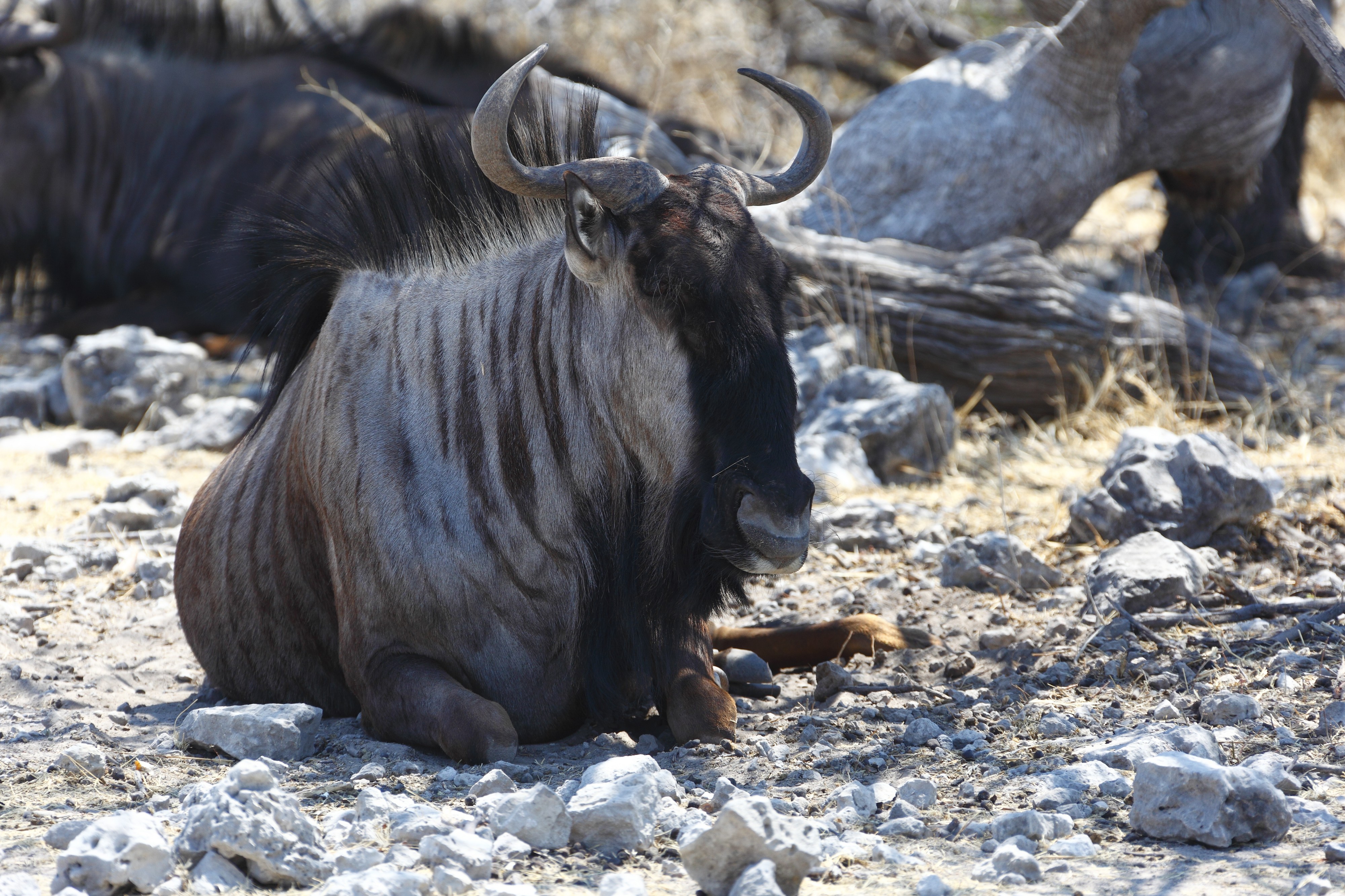Streifengnu im Etosha Nationalpark