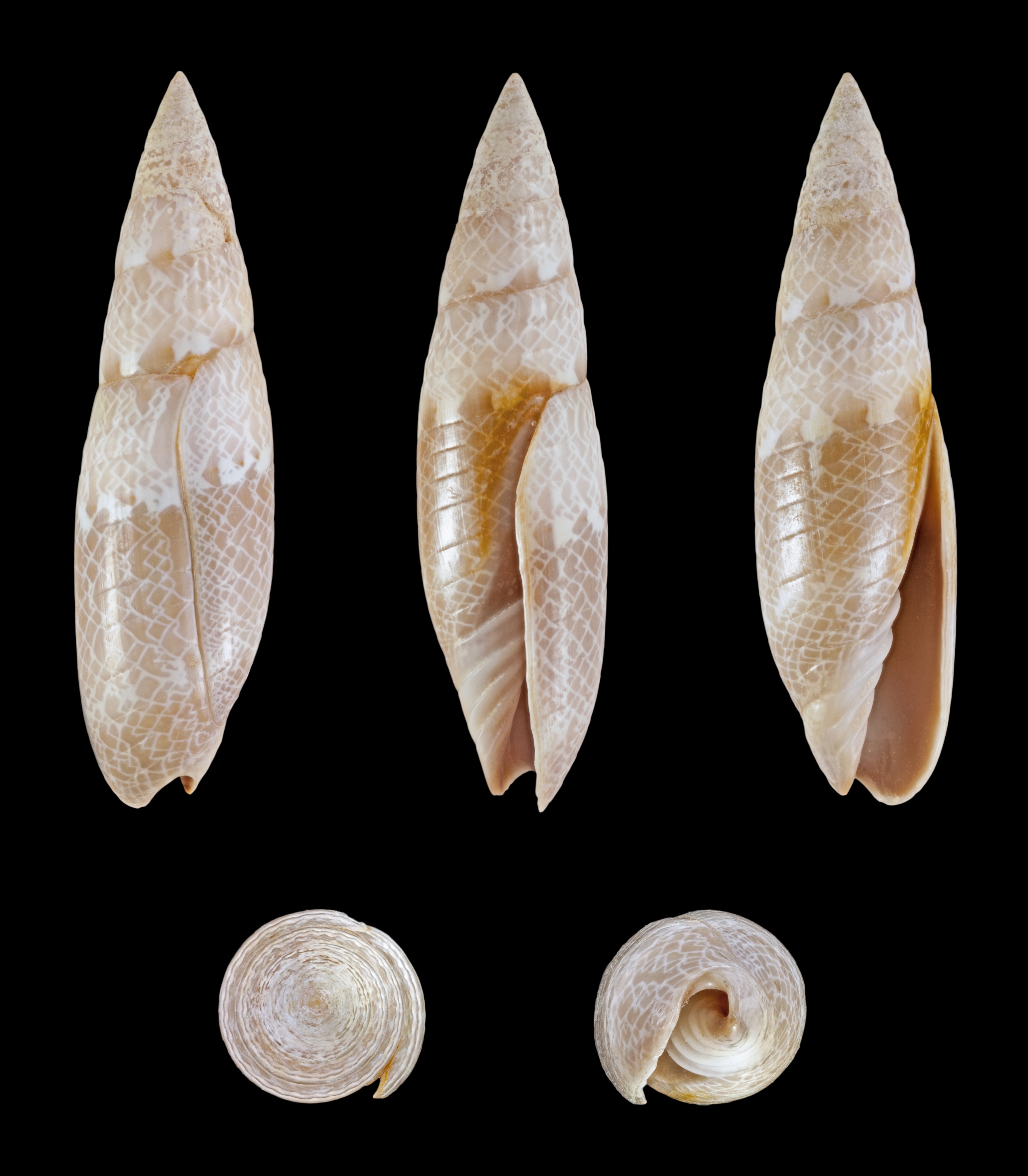 Swainsonia fissurata 01