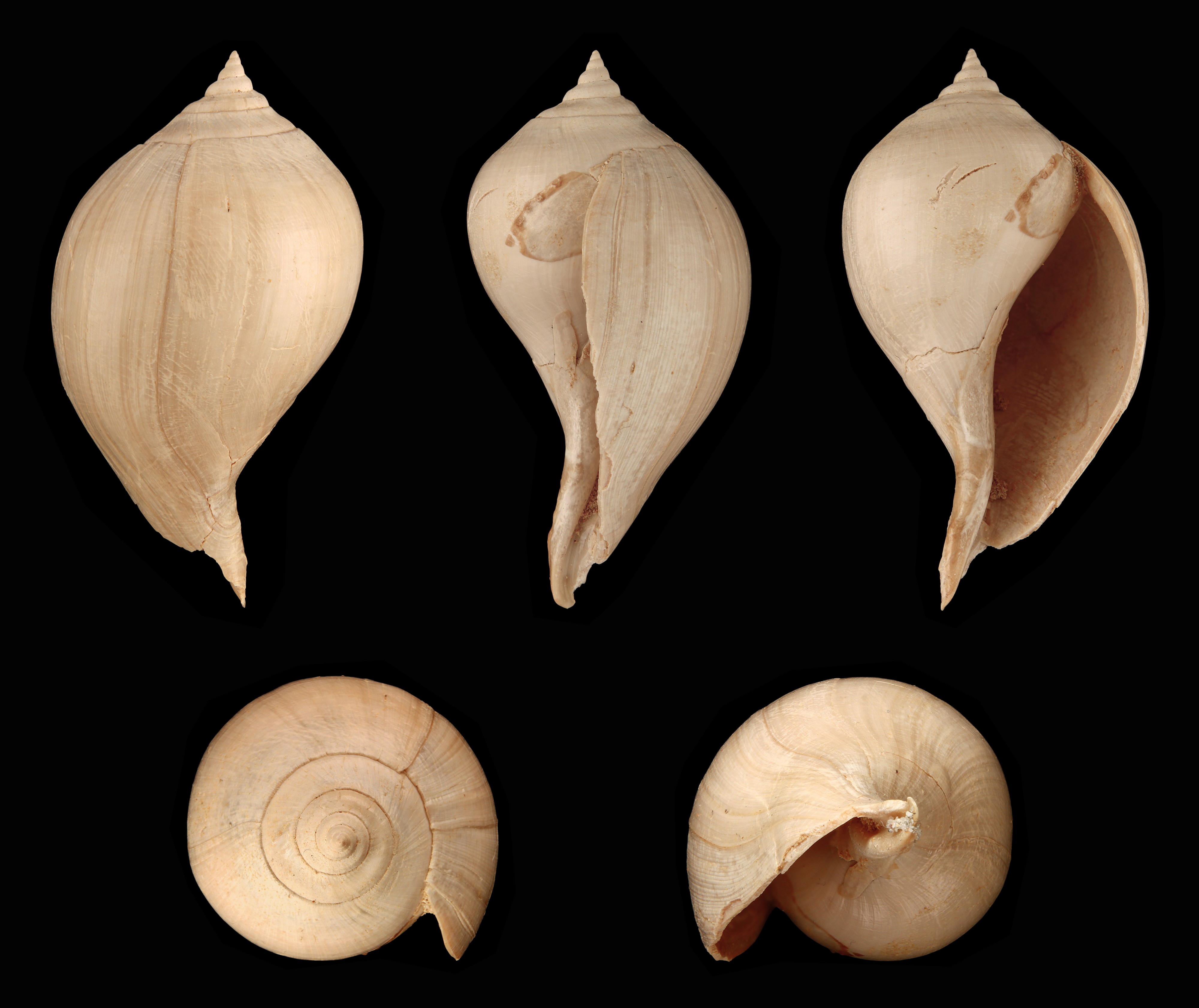 Sycostoma bulbiforme 01