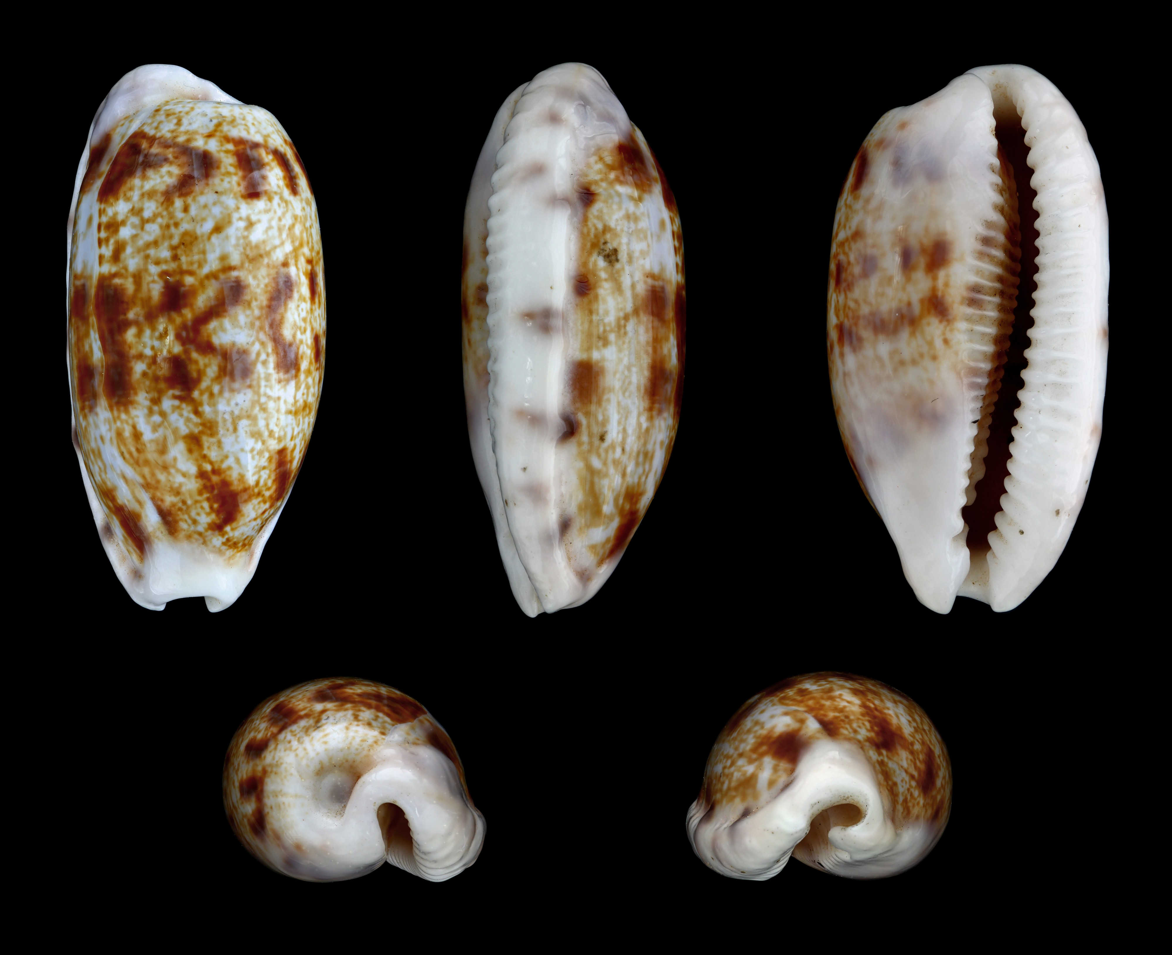 Talostolida teres 01