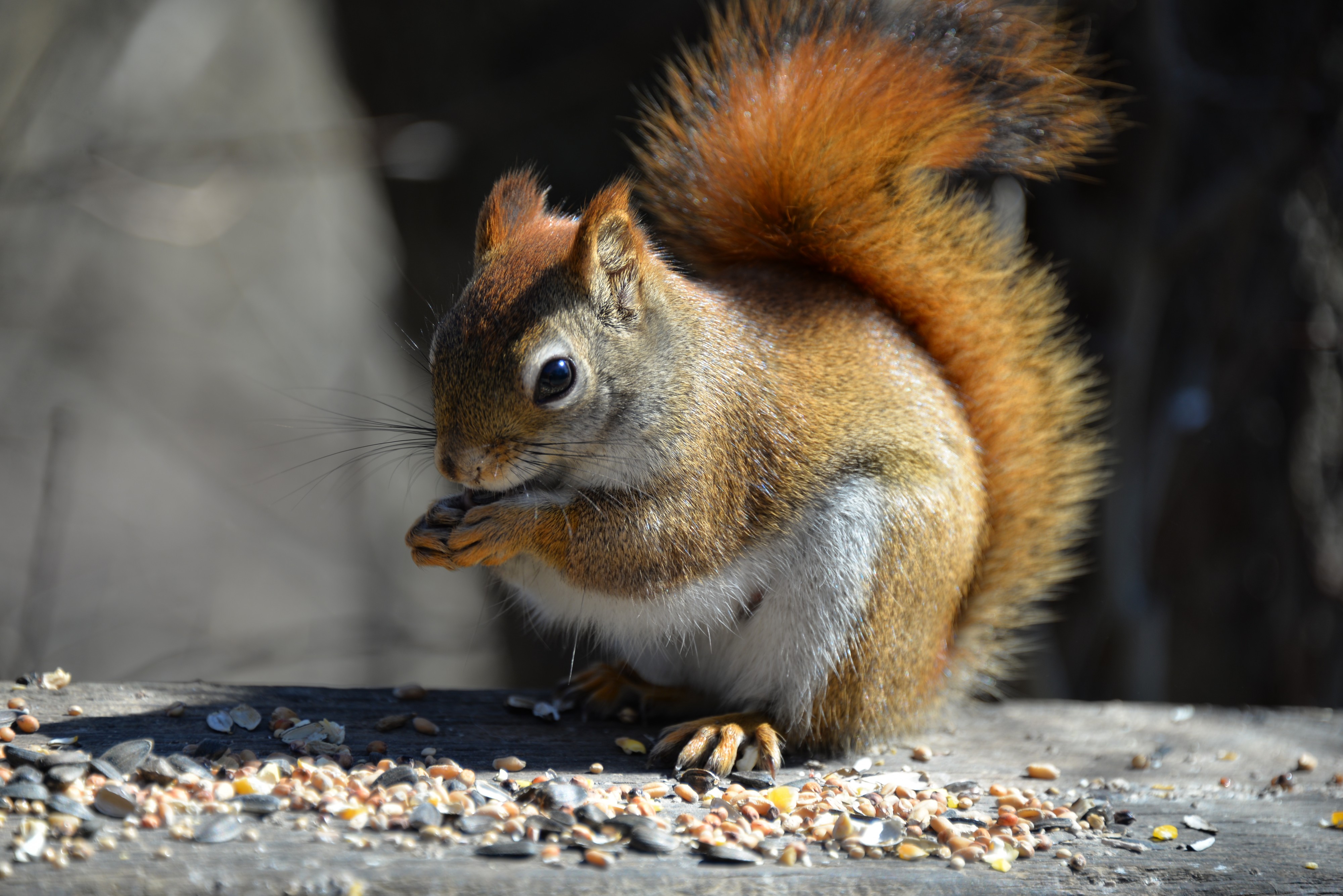 Tamiasciurus hudsonicus James Gardens