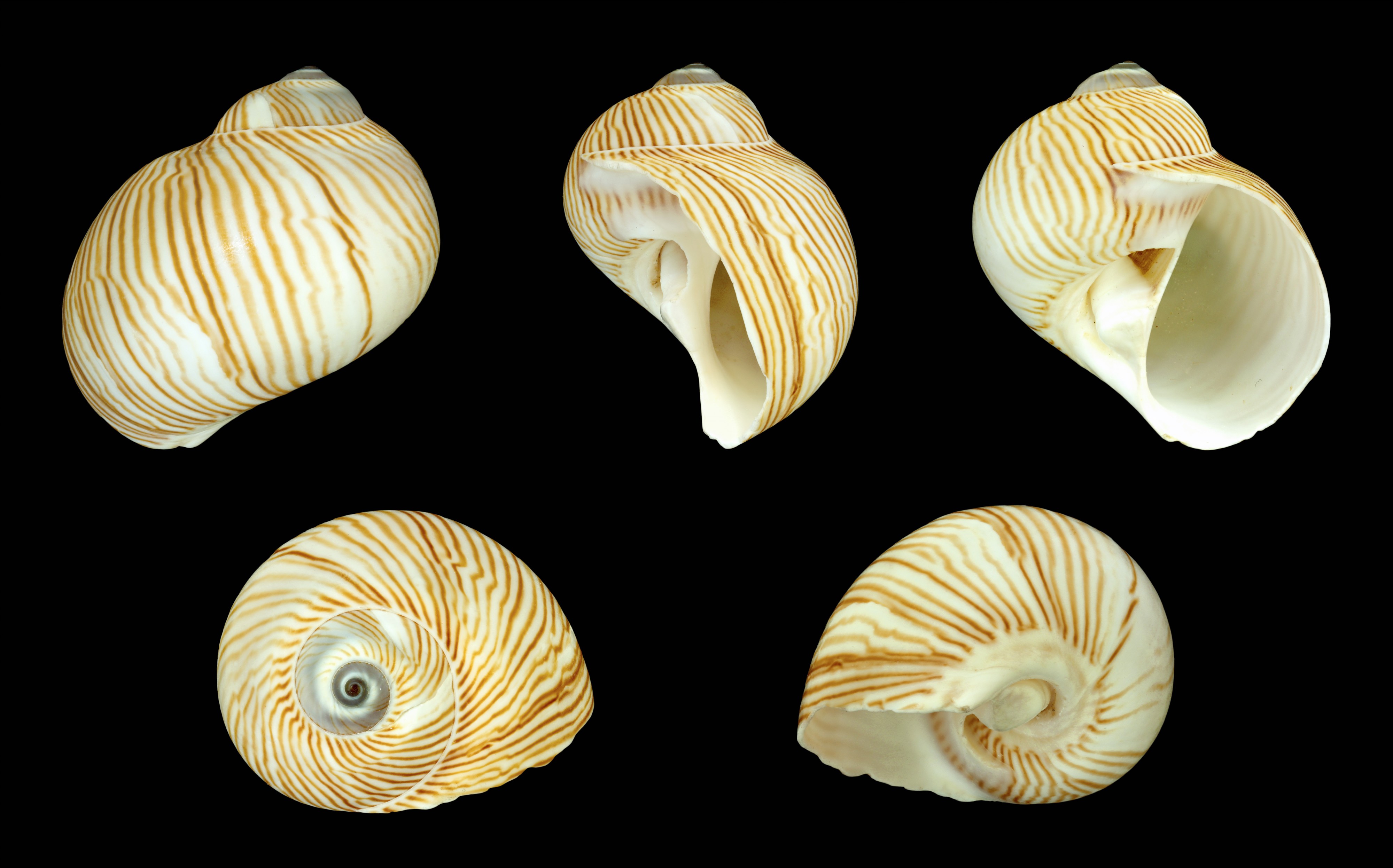 Tanea lineata 01