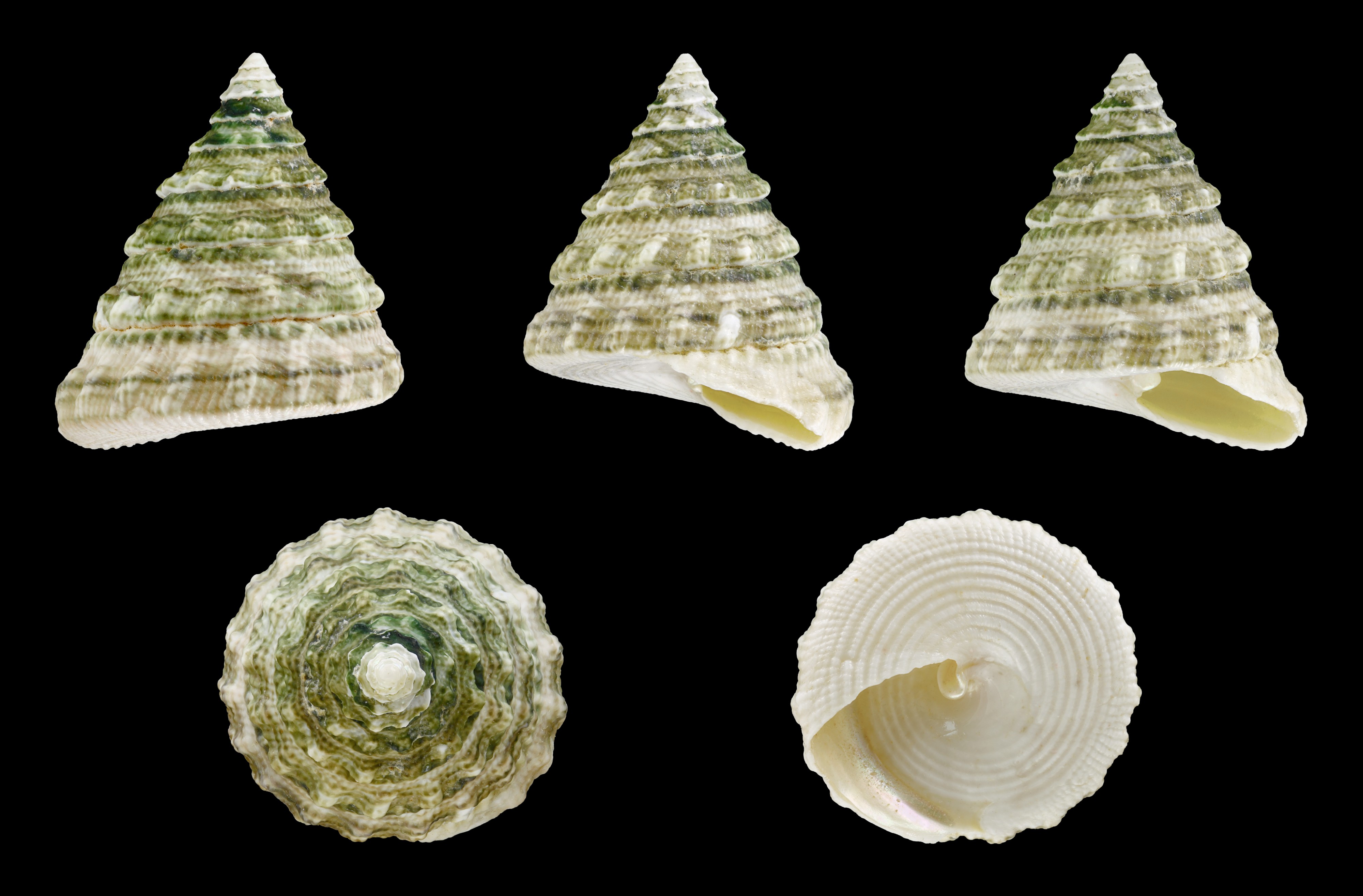 Tectus fenestratus 01