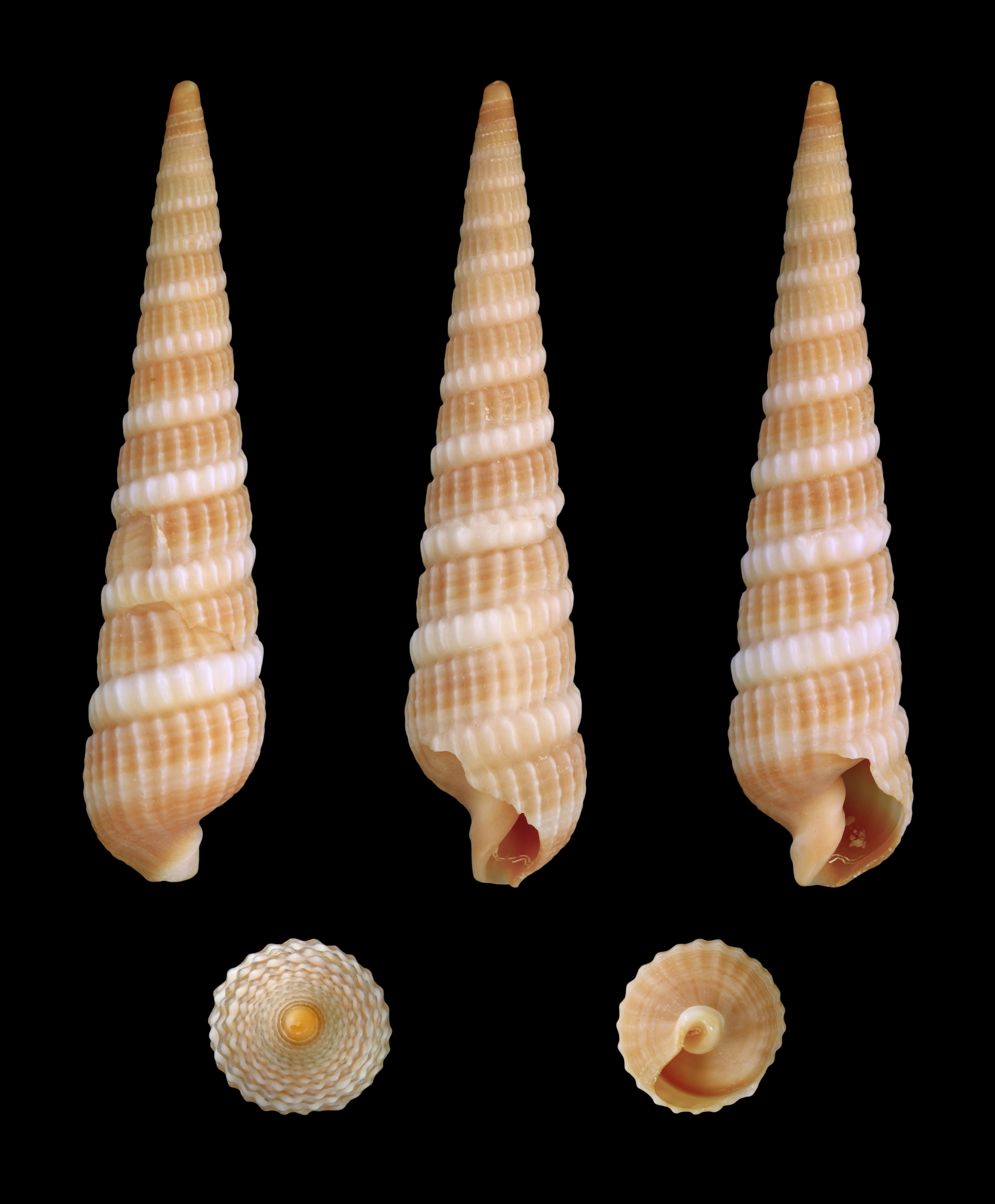 Terebra dislocata 01