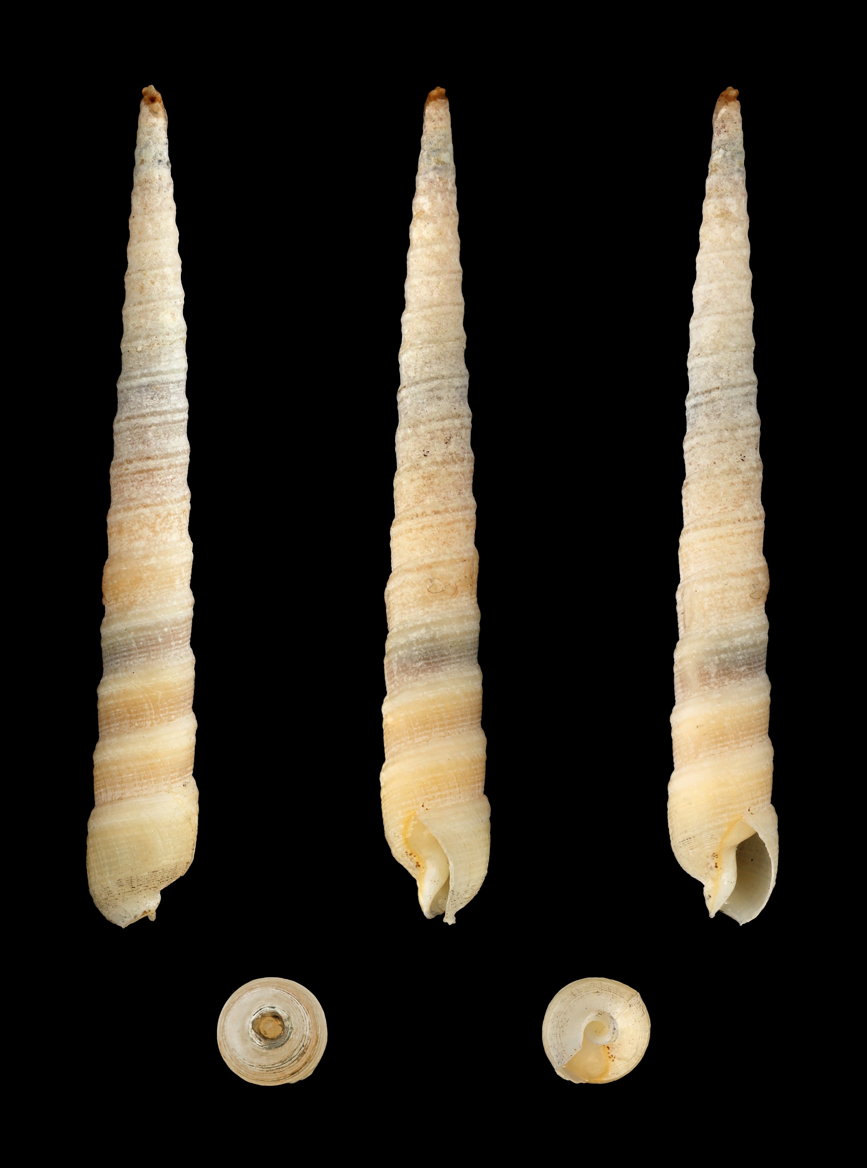 Terebra laevigata 01