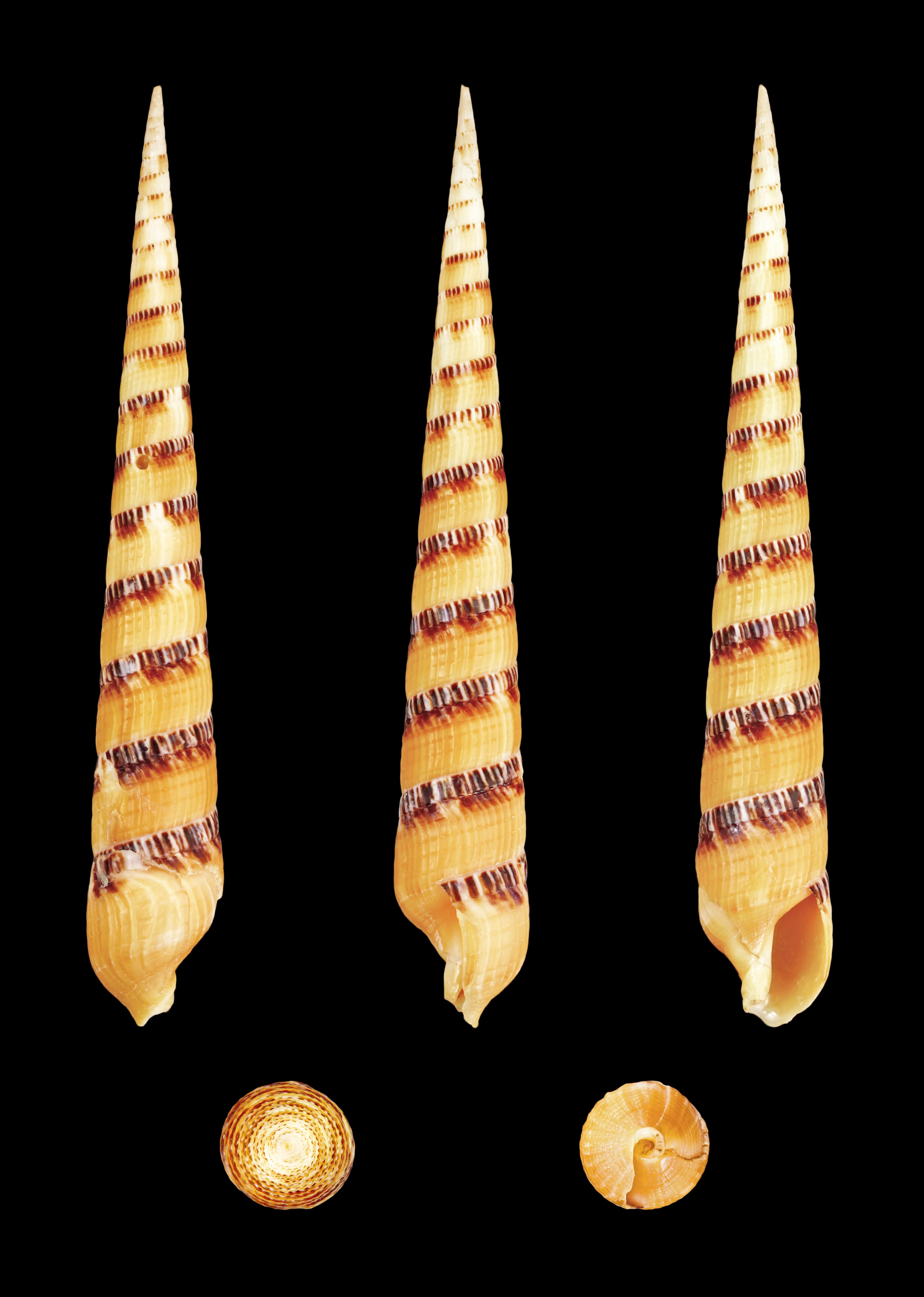 Terebra pertusa 01
