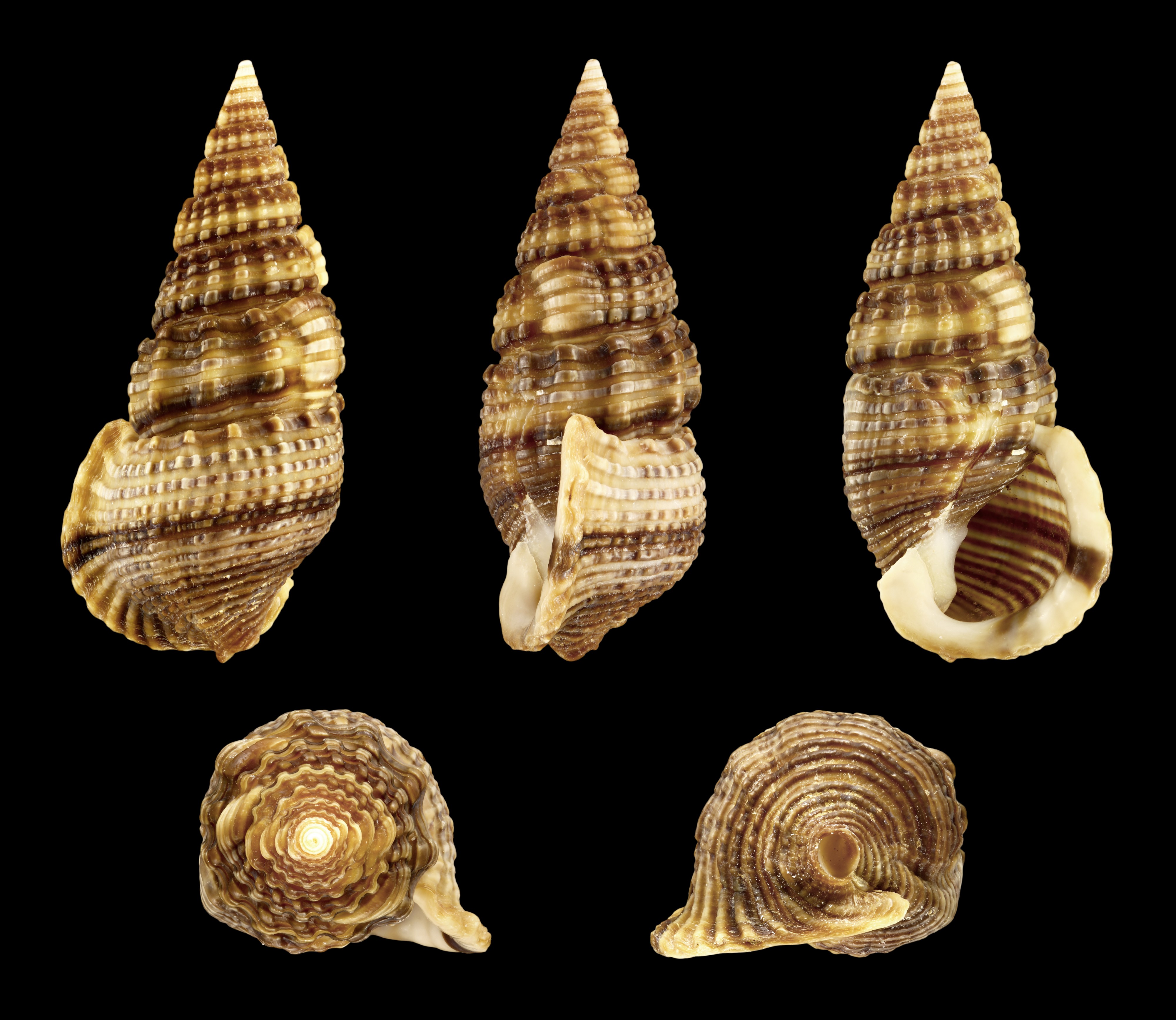Terebralia sulcata 01