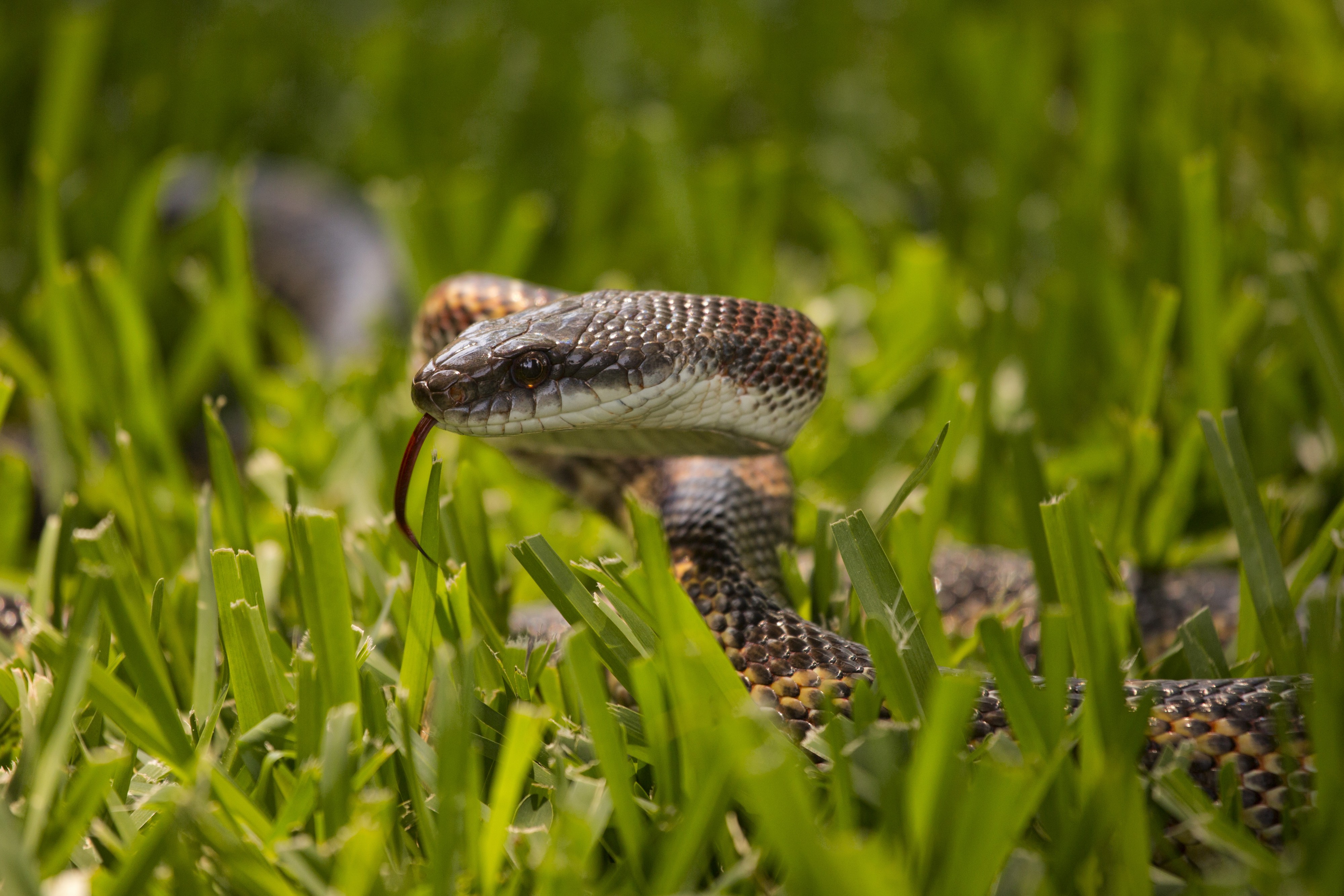 Texas Rat Snake (7284906714)