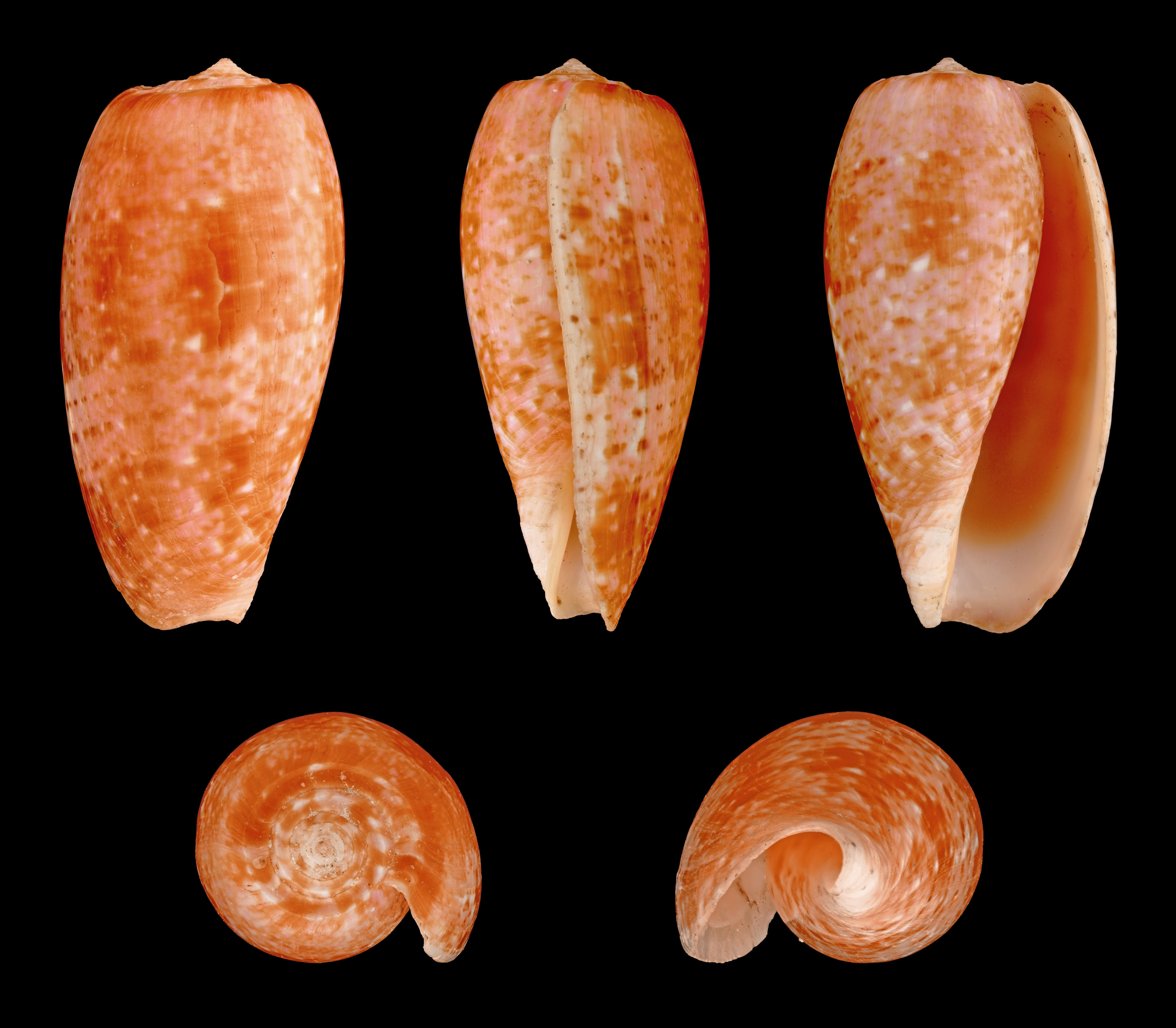 Textilia bullata 01