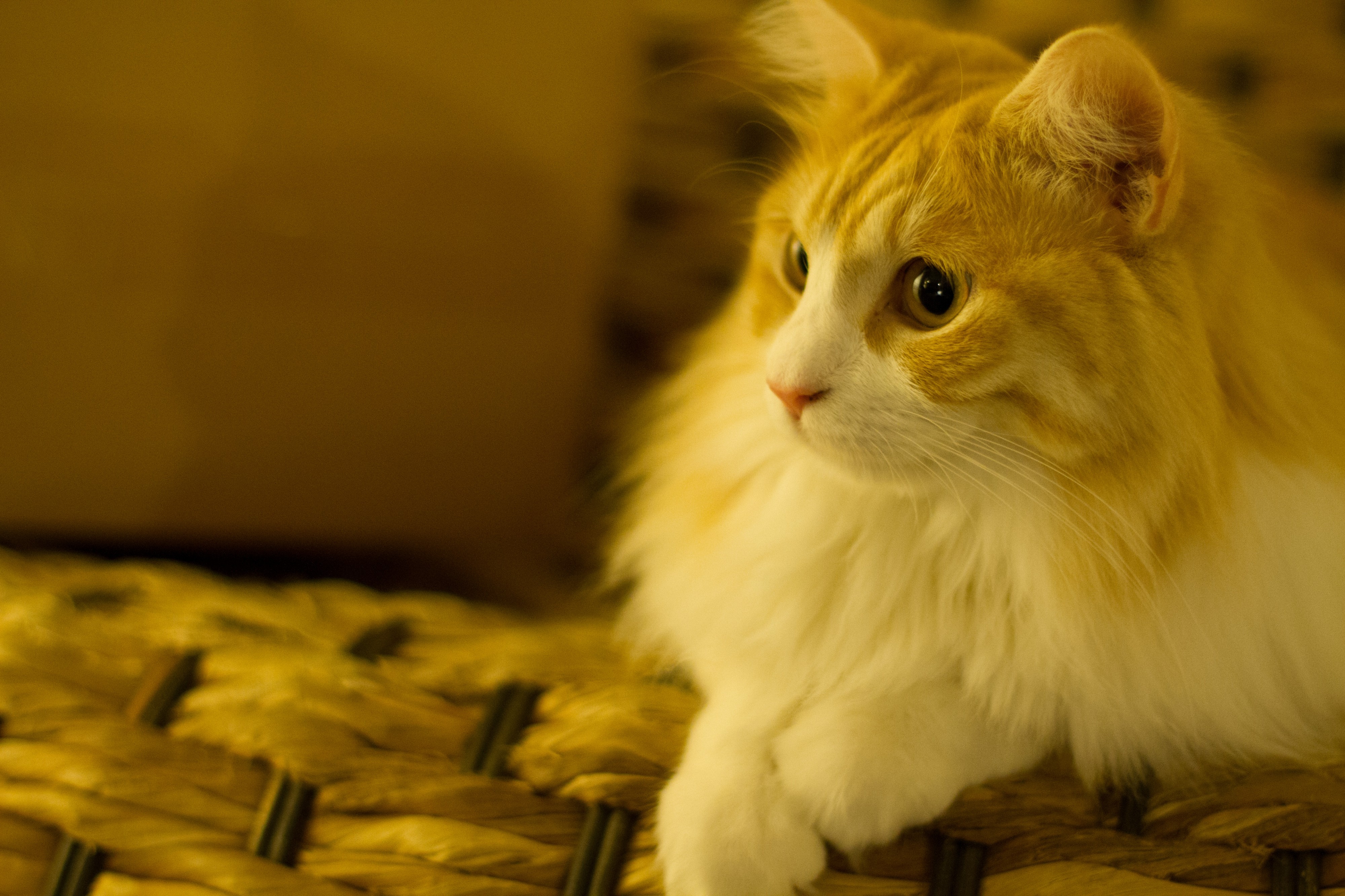 The cat of beauty (6968165878)