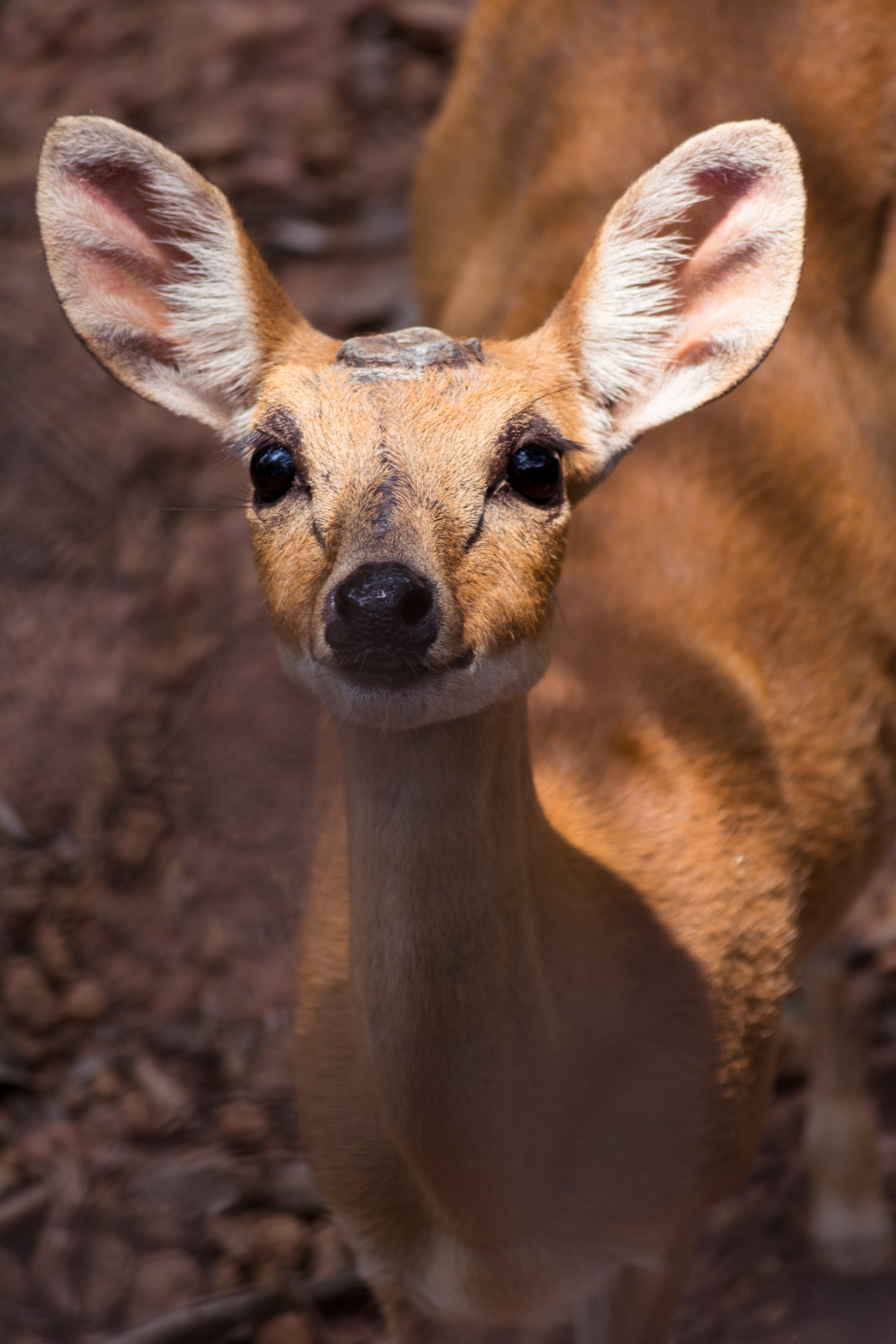 The Deer Eyes