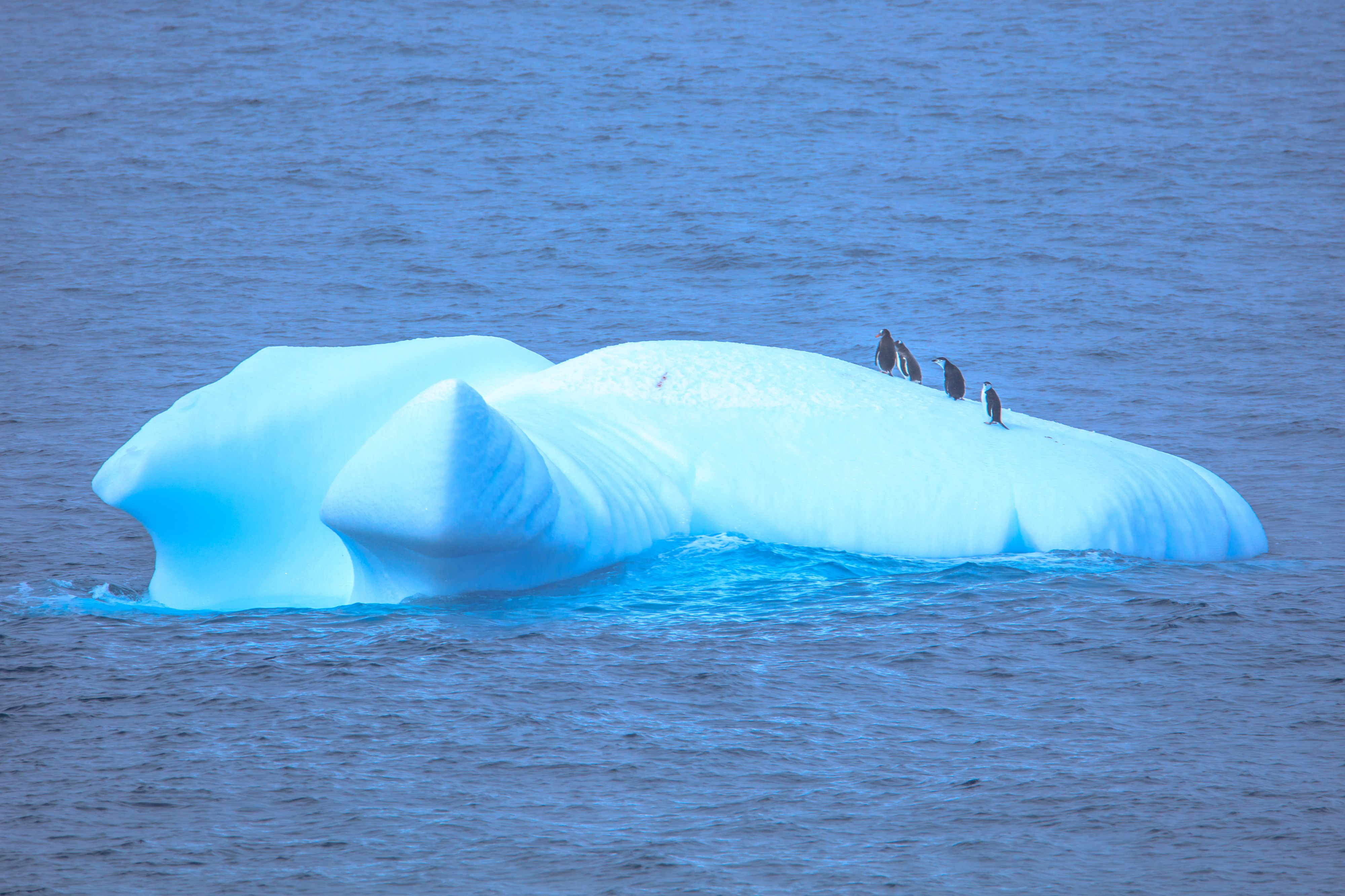The first bergs and wildlife as we near the South Shetland Islands.Gentoo (Pygoscselis papua) & Chinstrap (Pygoscelis antarctica) Penguins riding ice chariot. (25877774432)