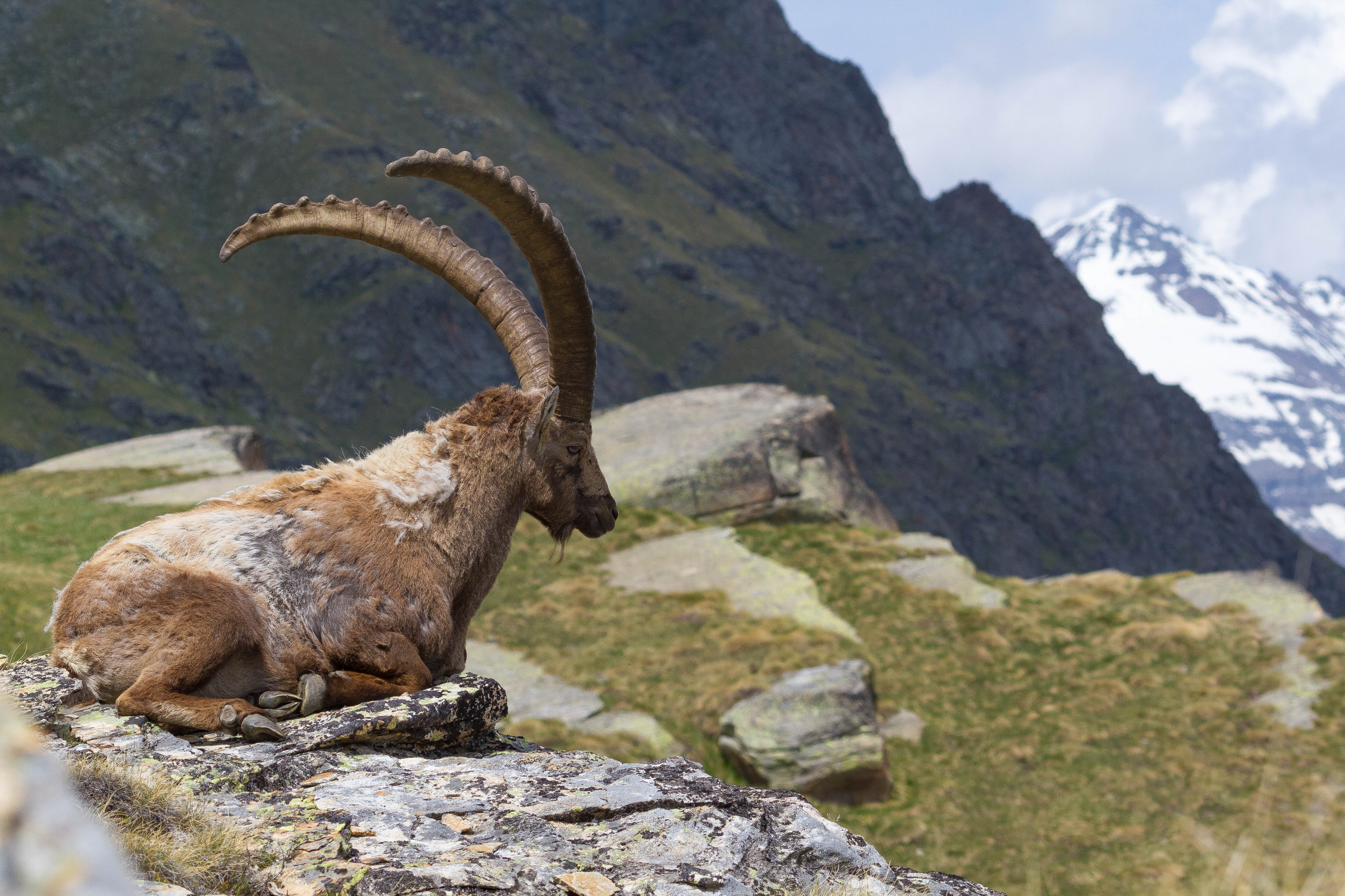 The rock goat and the Grivola (14514211392)