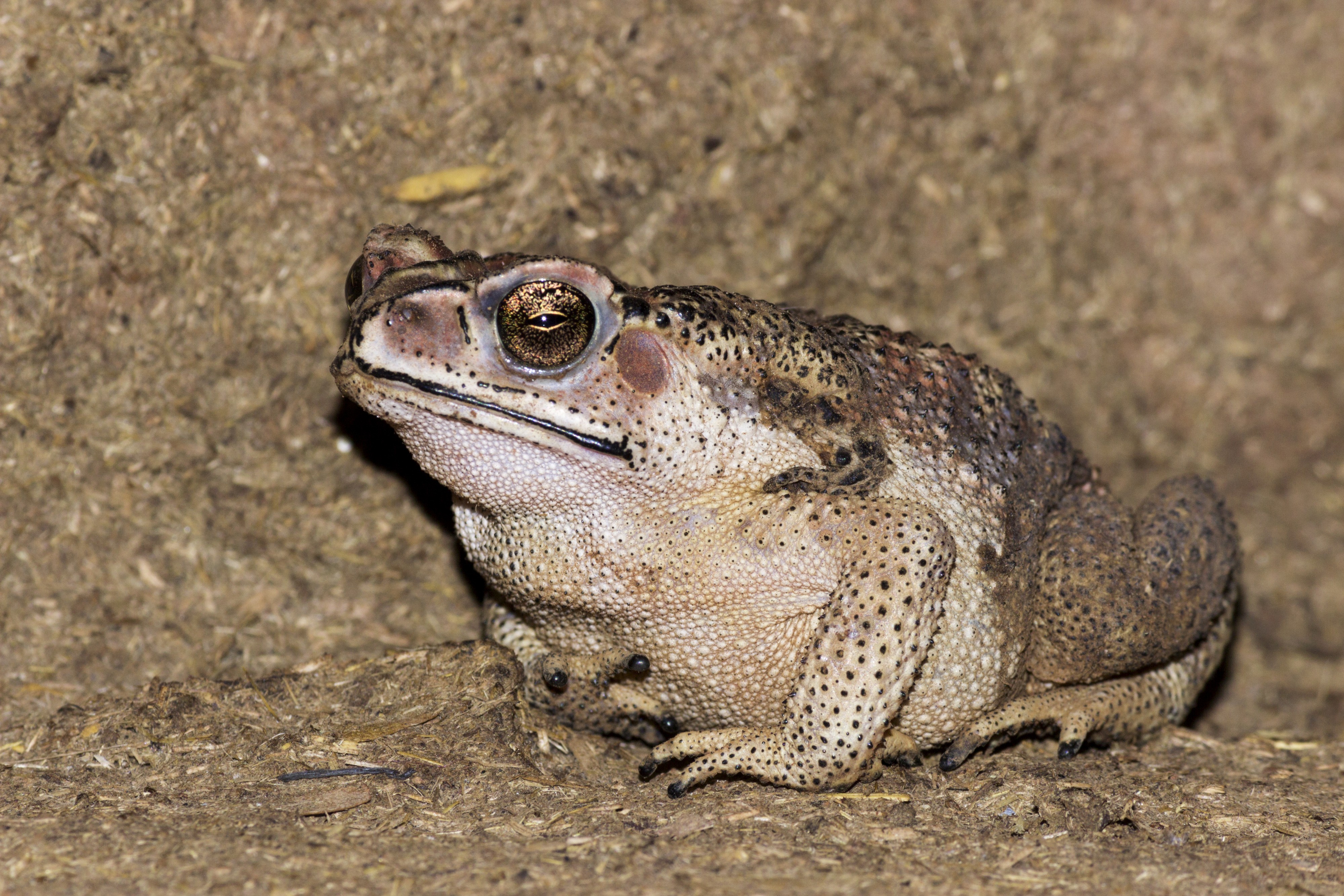 The Toad