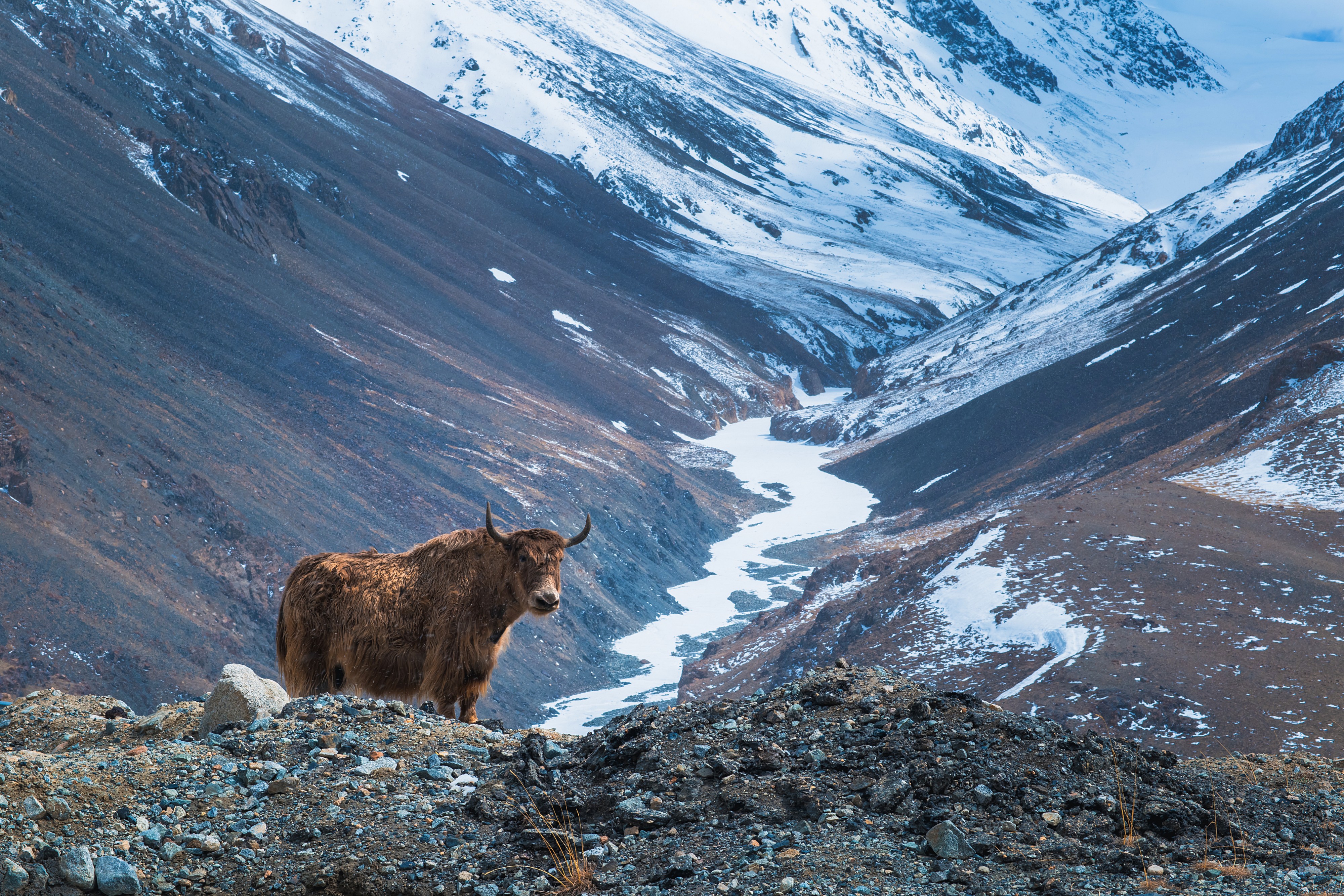The Wildlife of Karakoram