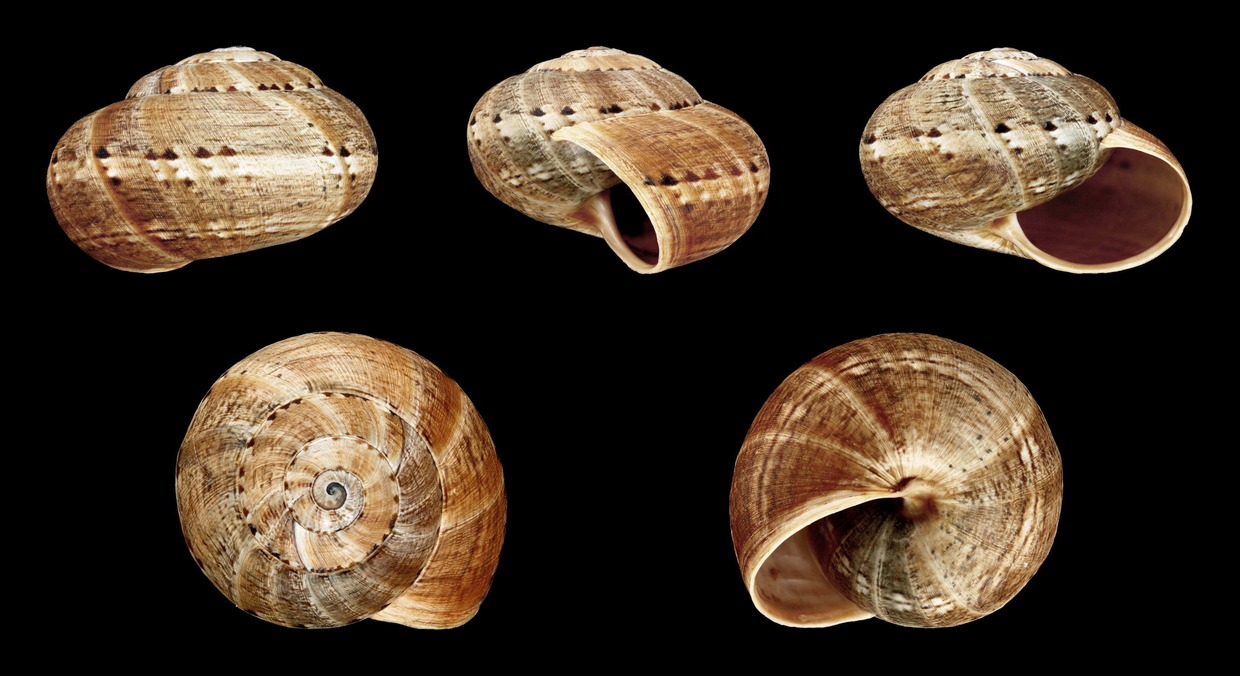 Theba geminata 02