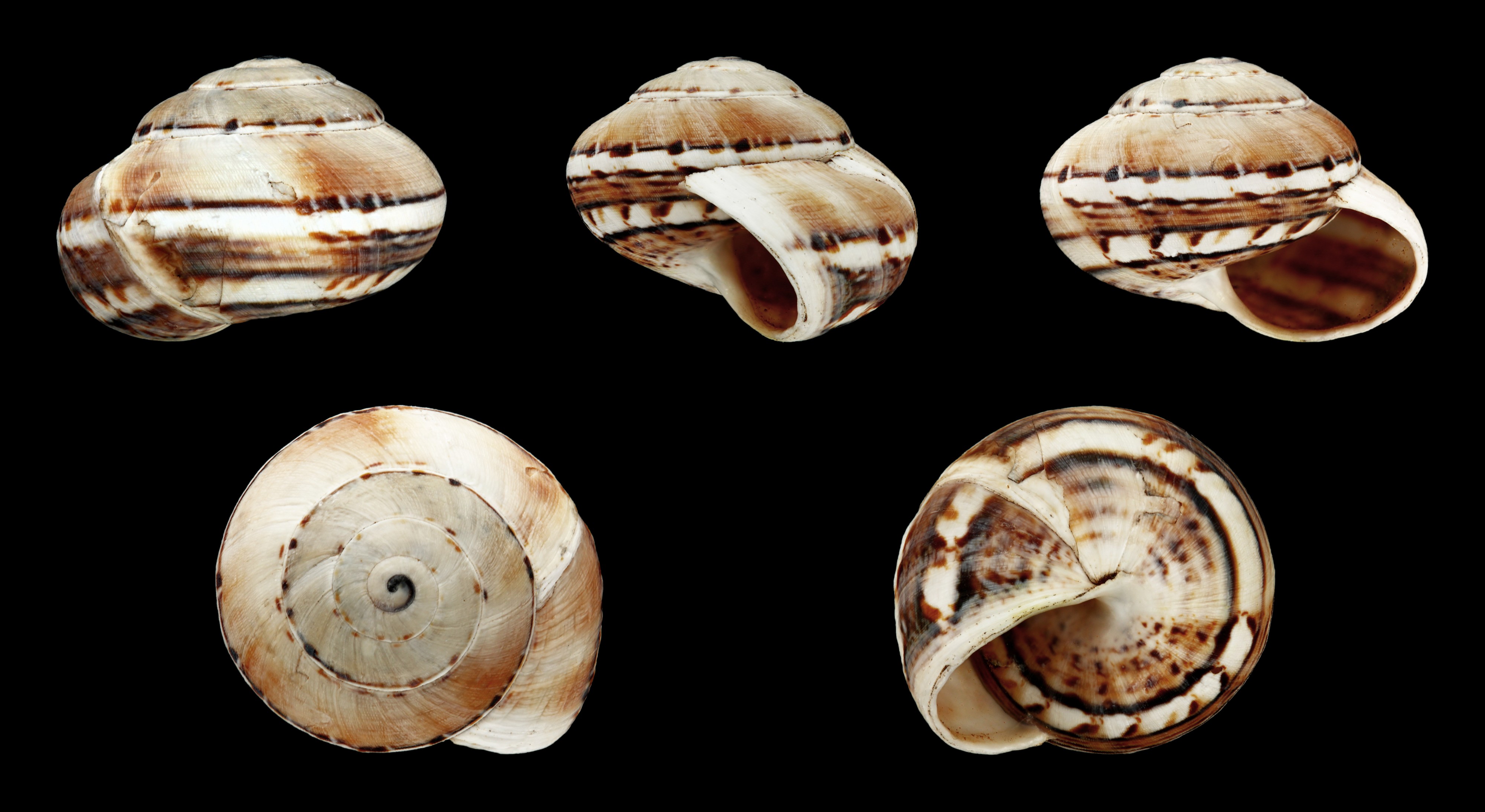Theba geminata 03